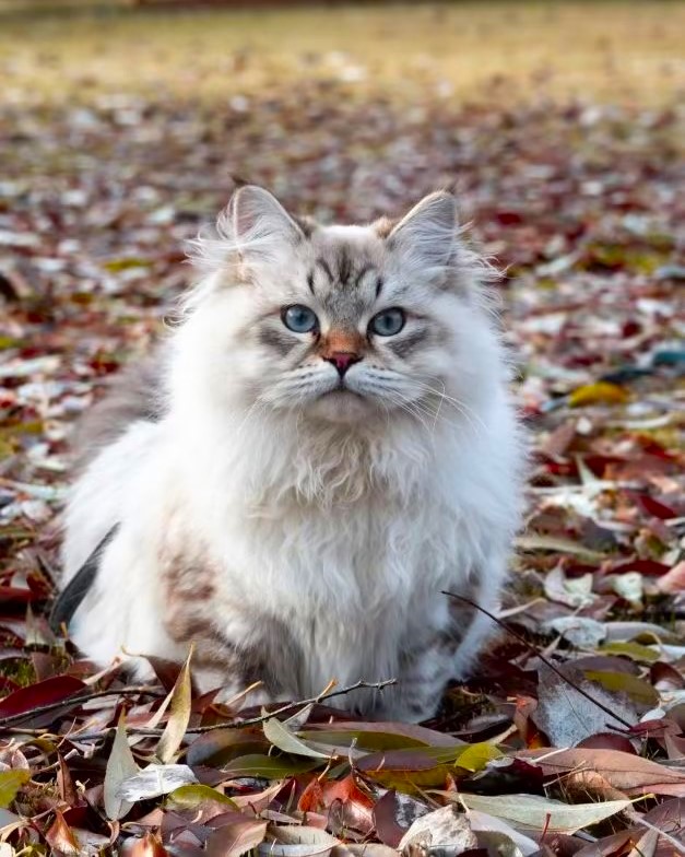Siberian kitten looking curious