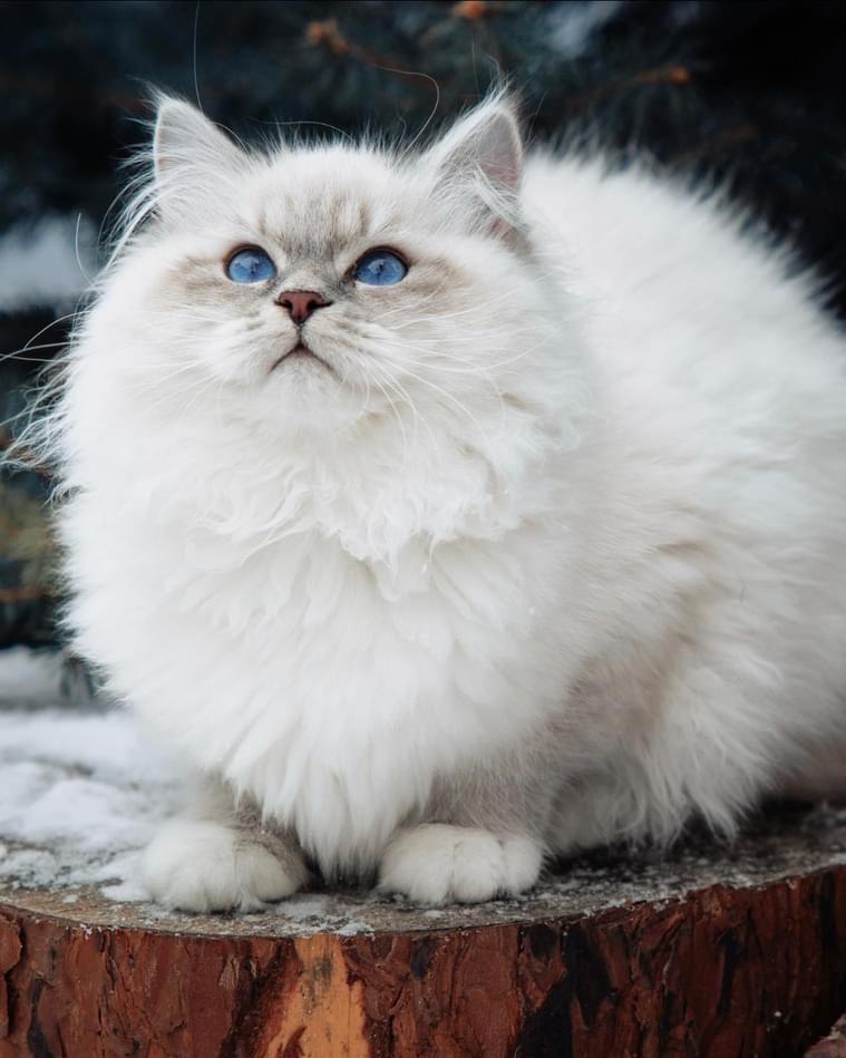 Siberian kitten looking curious