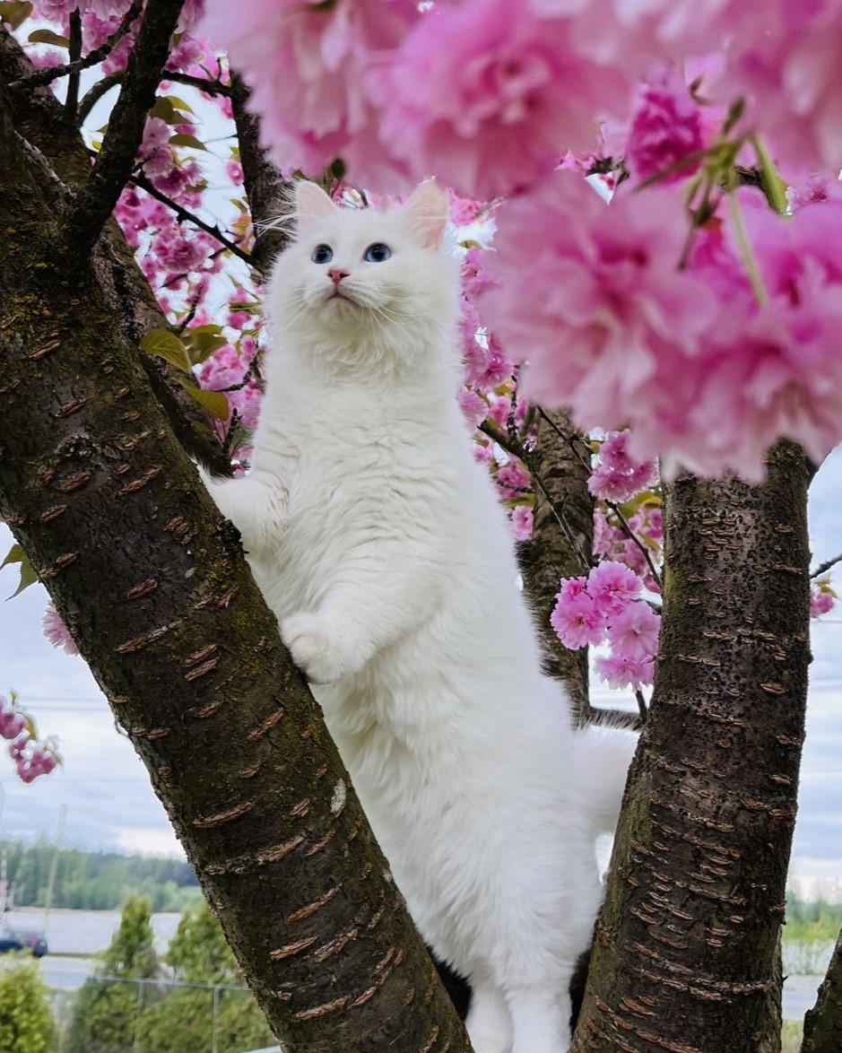 Siberian kitten in the garden
