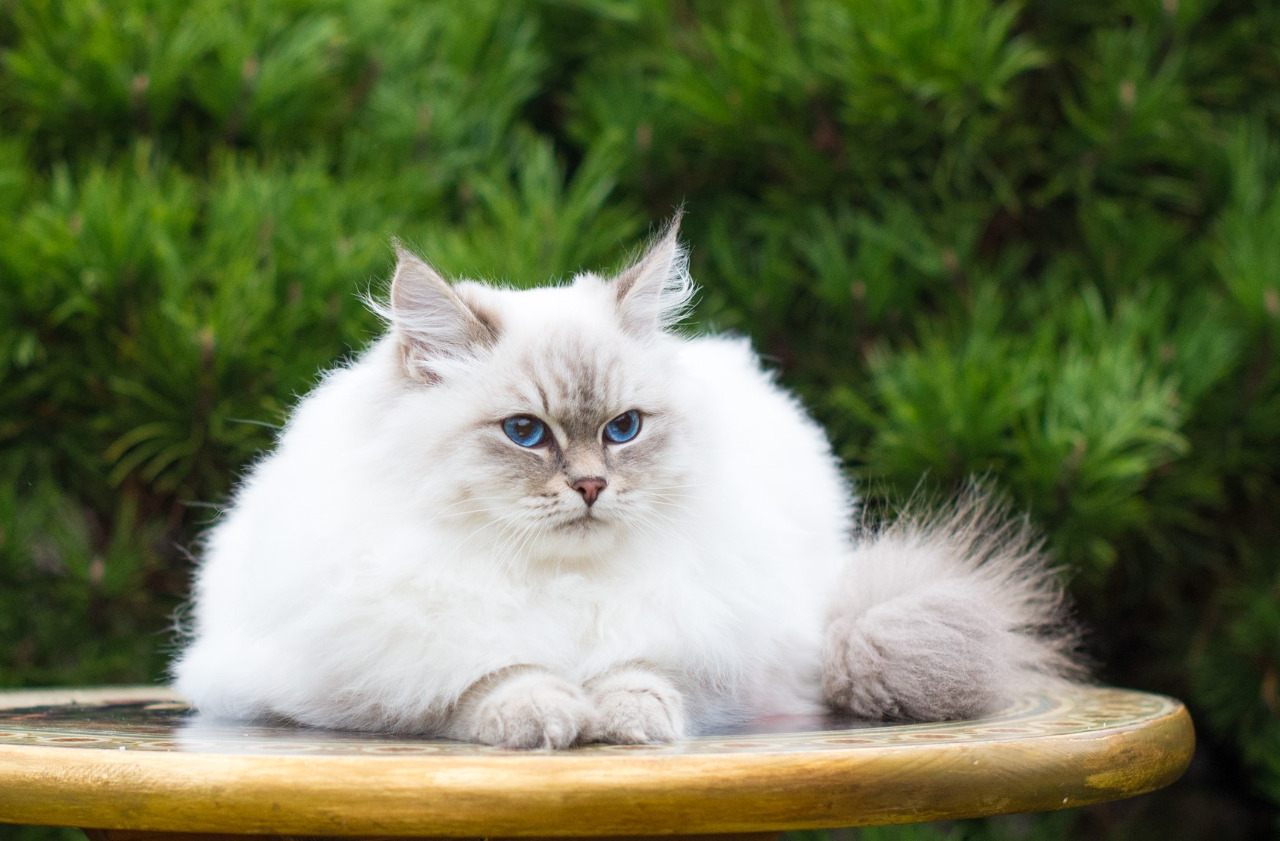Kelsiya the Blue-Tabby-Point Siberian cat