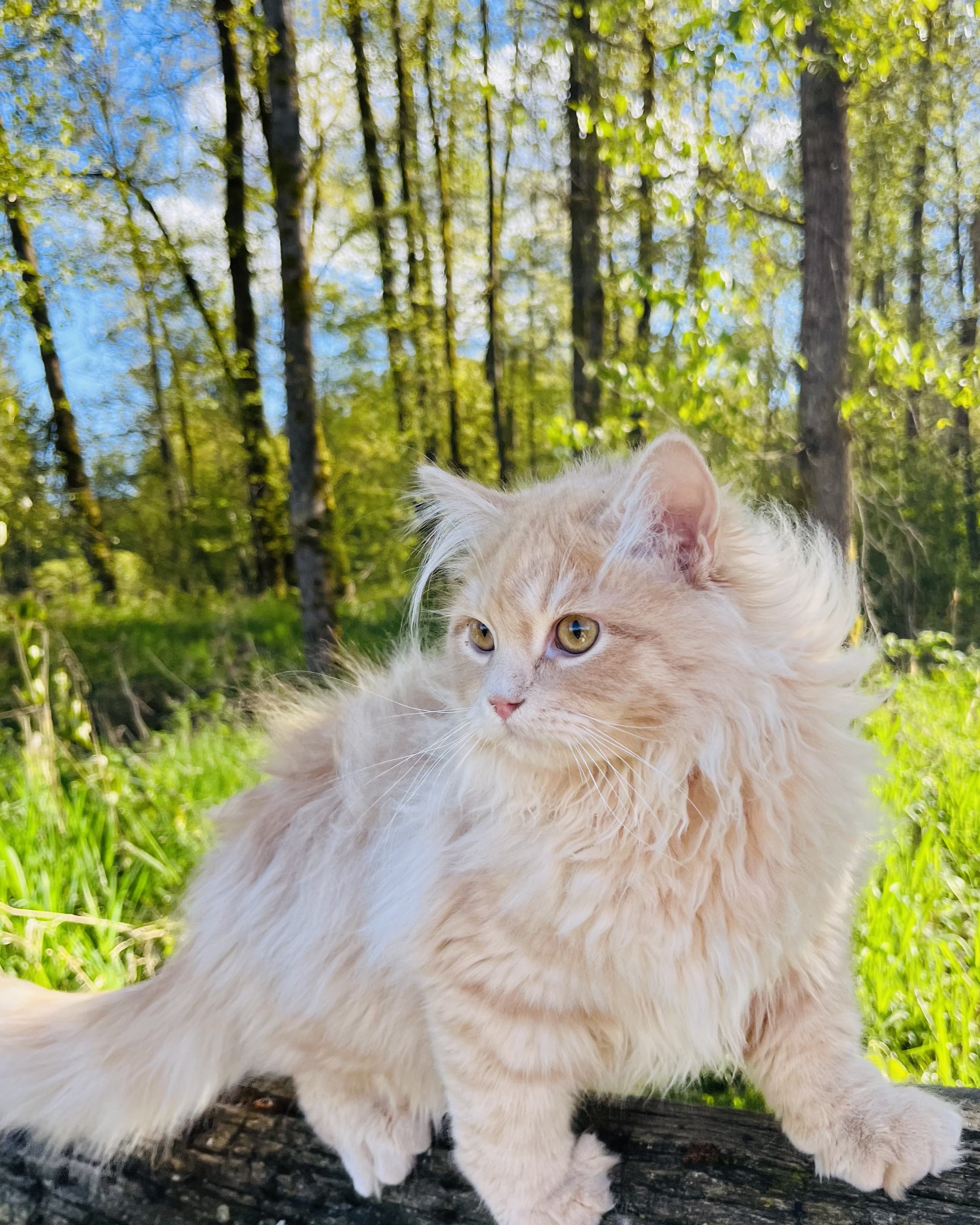 Siberian kitten with a toy