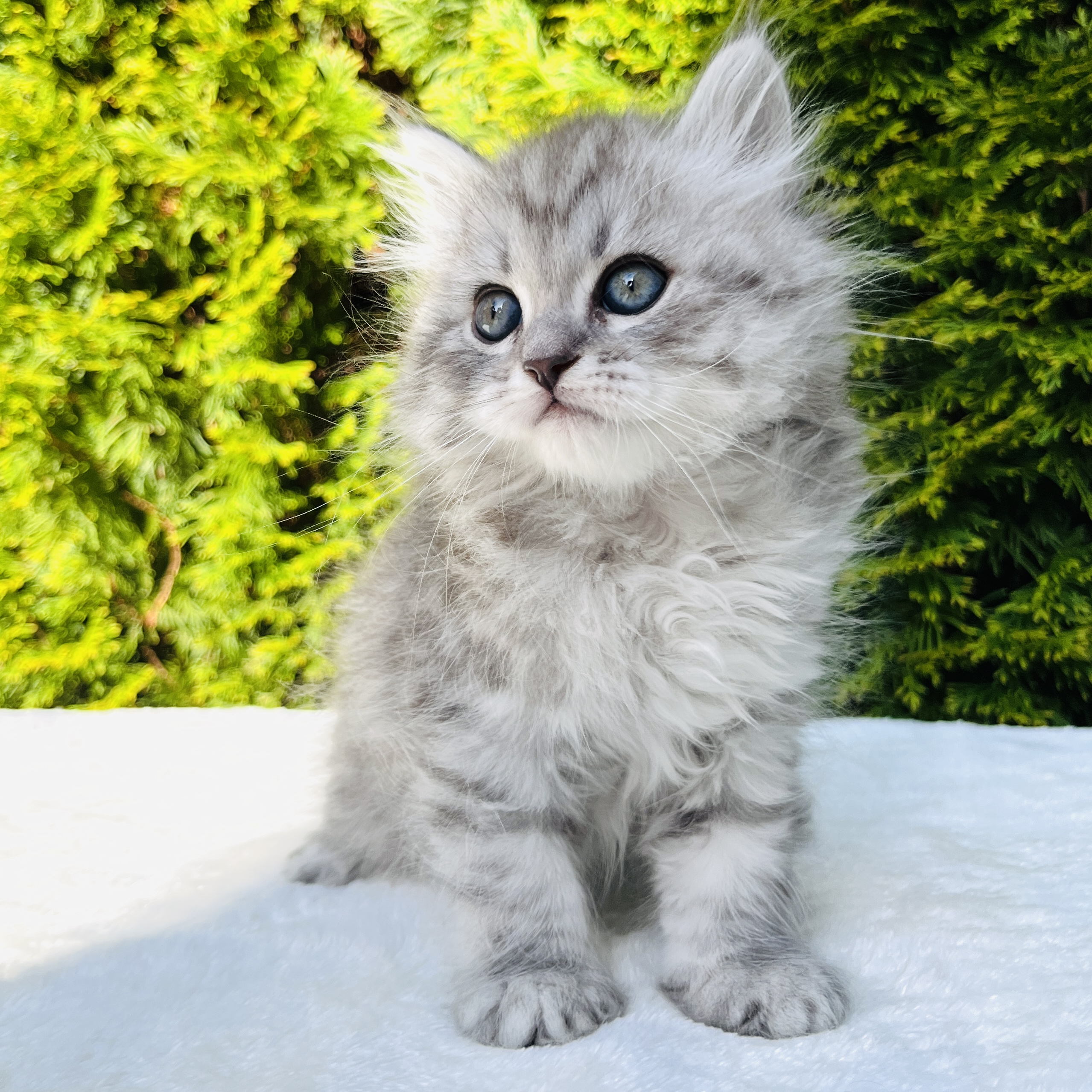 Luna the Siberian kitten