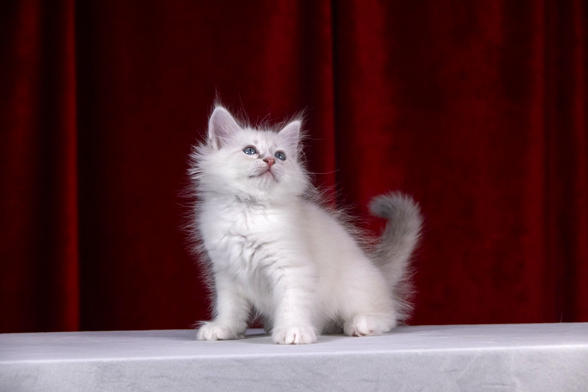 Terry the Solid White Siberian kitten