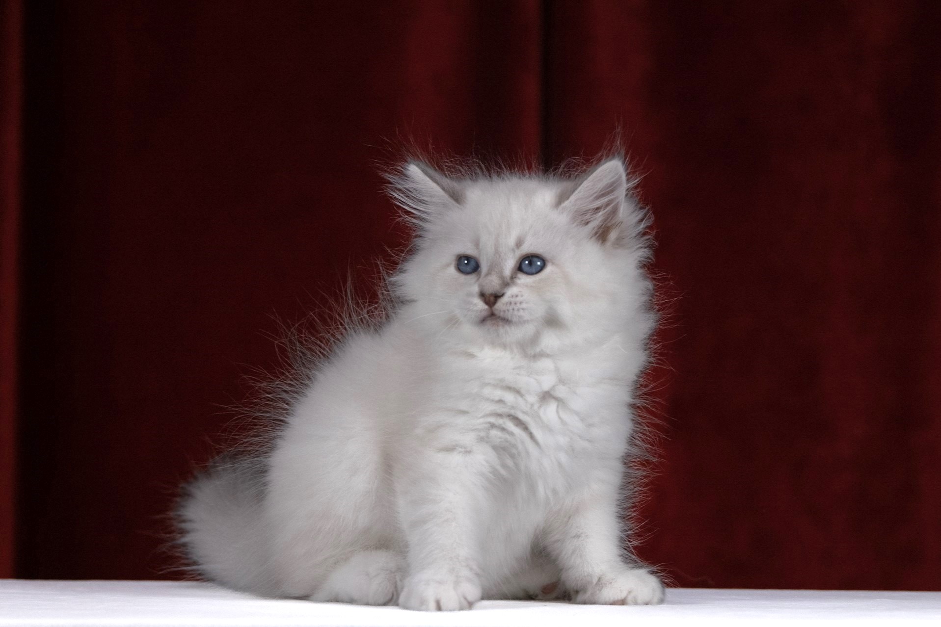 Vangogh the Blue-Tabby-Point Siberian kitten
