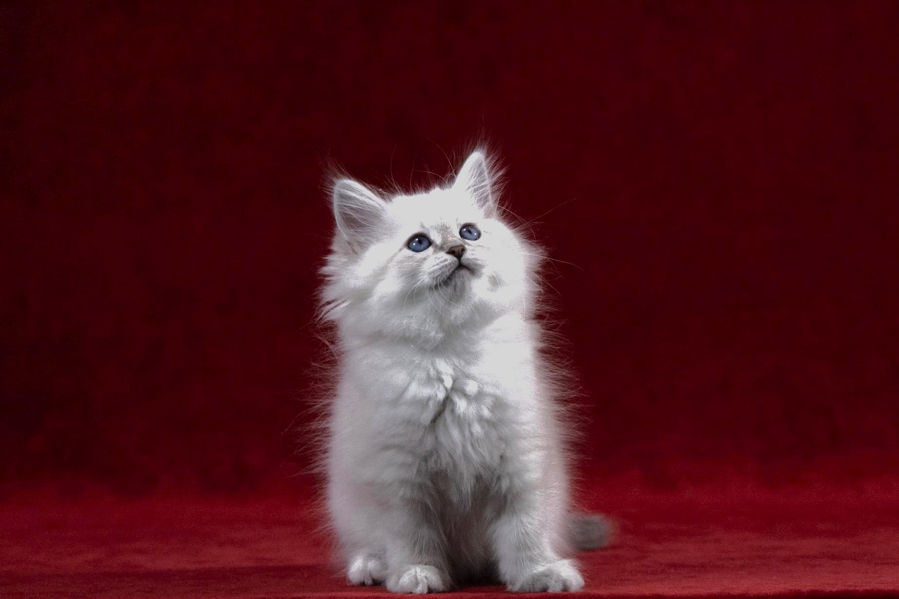 Tubo the Blue-Tabby-Point Siberian kitten