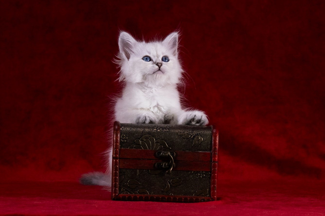 Timkin the Blue-Tabby-Point Siberian kitten
