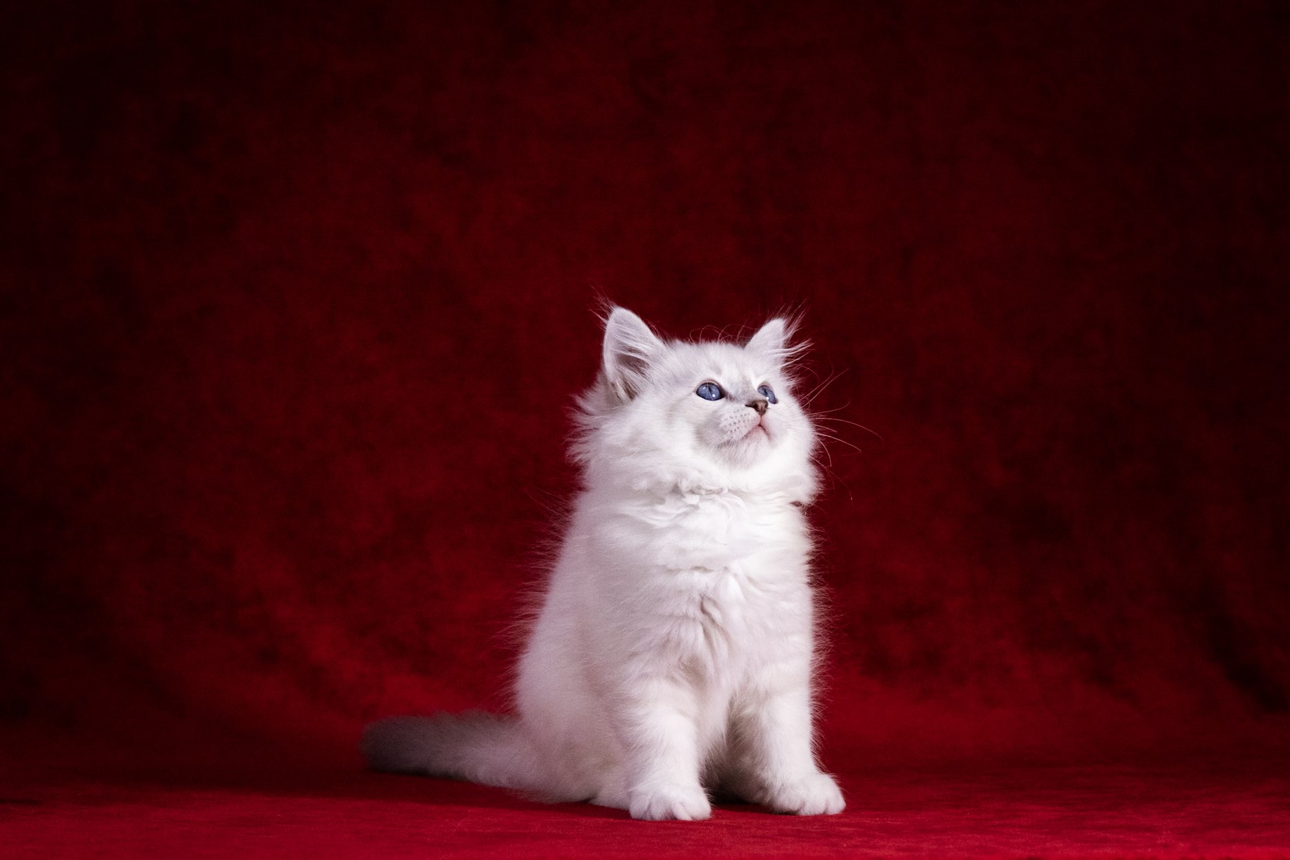 Vovik the Blue-Tabby-Point Siberian kitten