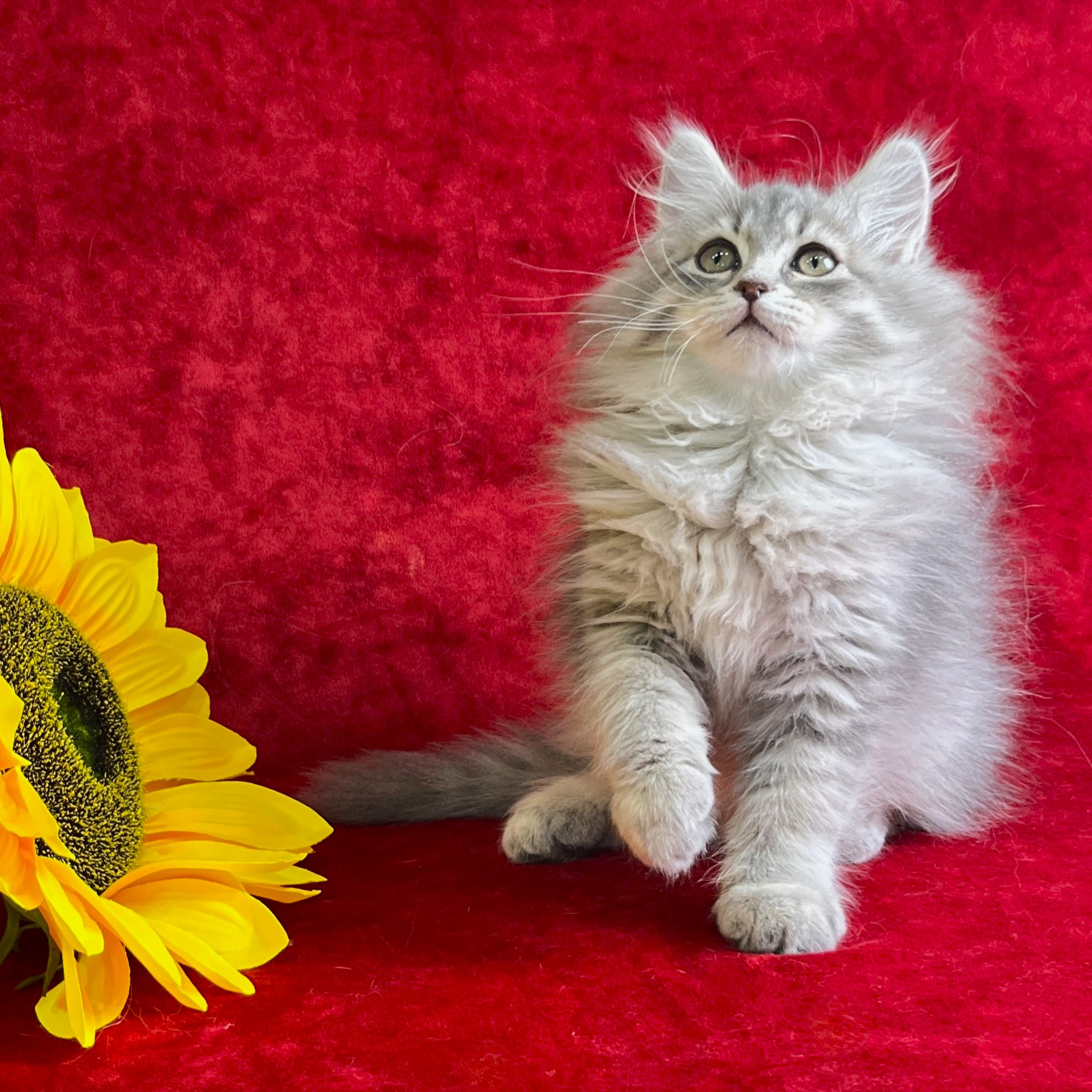 Olympia the Blue corrin Siberian kitten