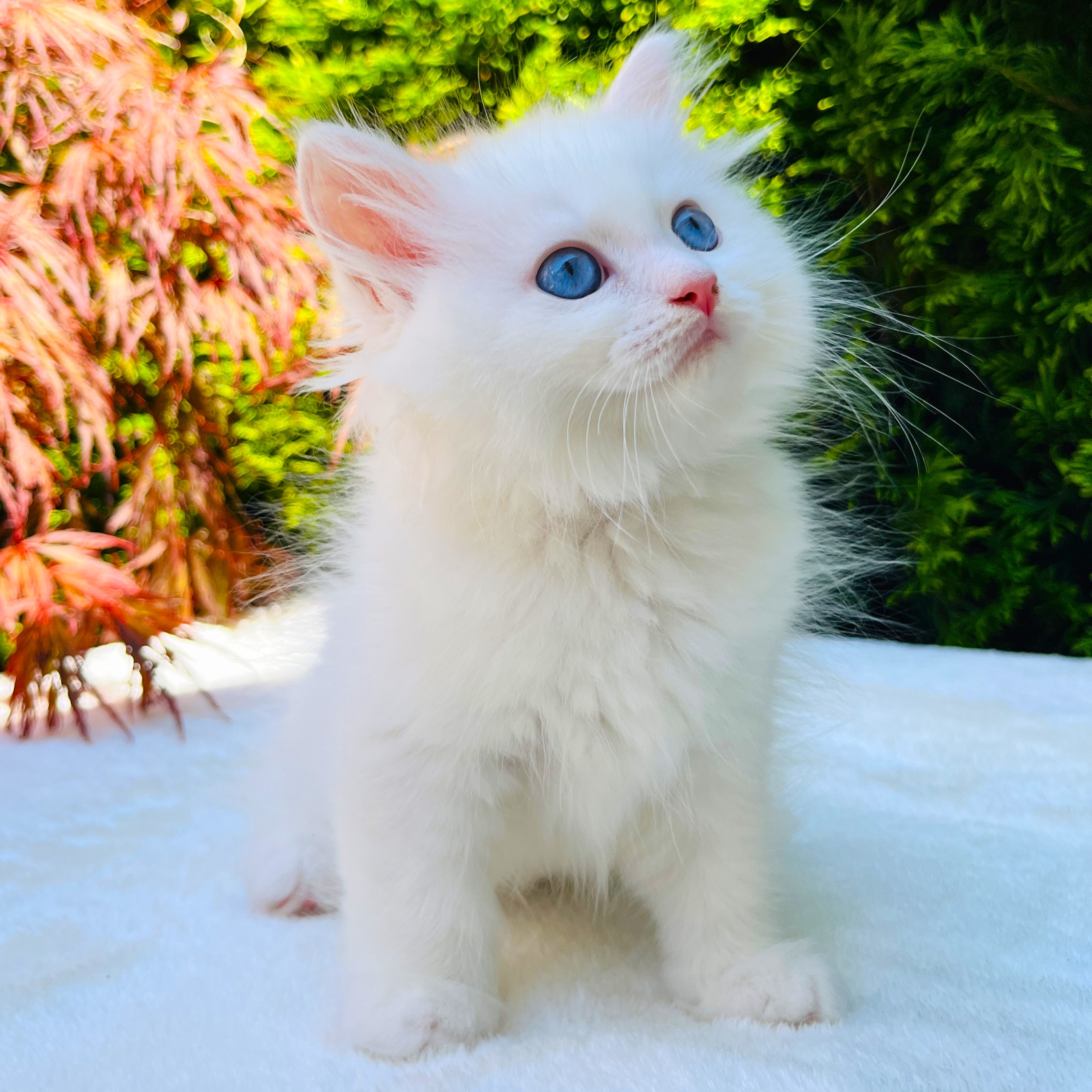 Ahri the Siberian kitten