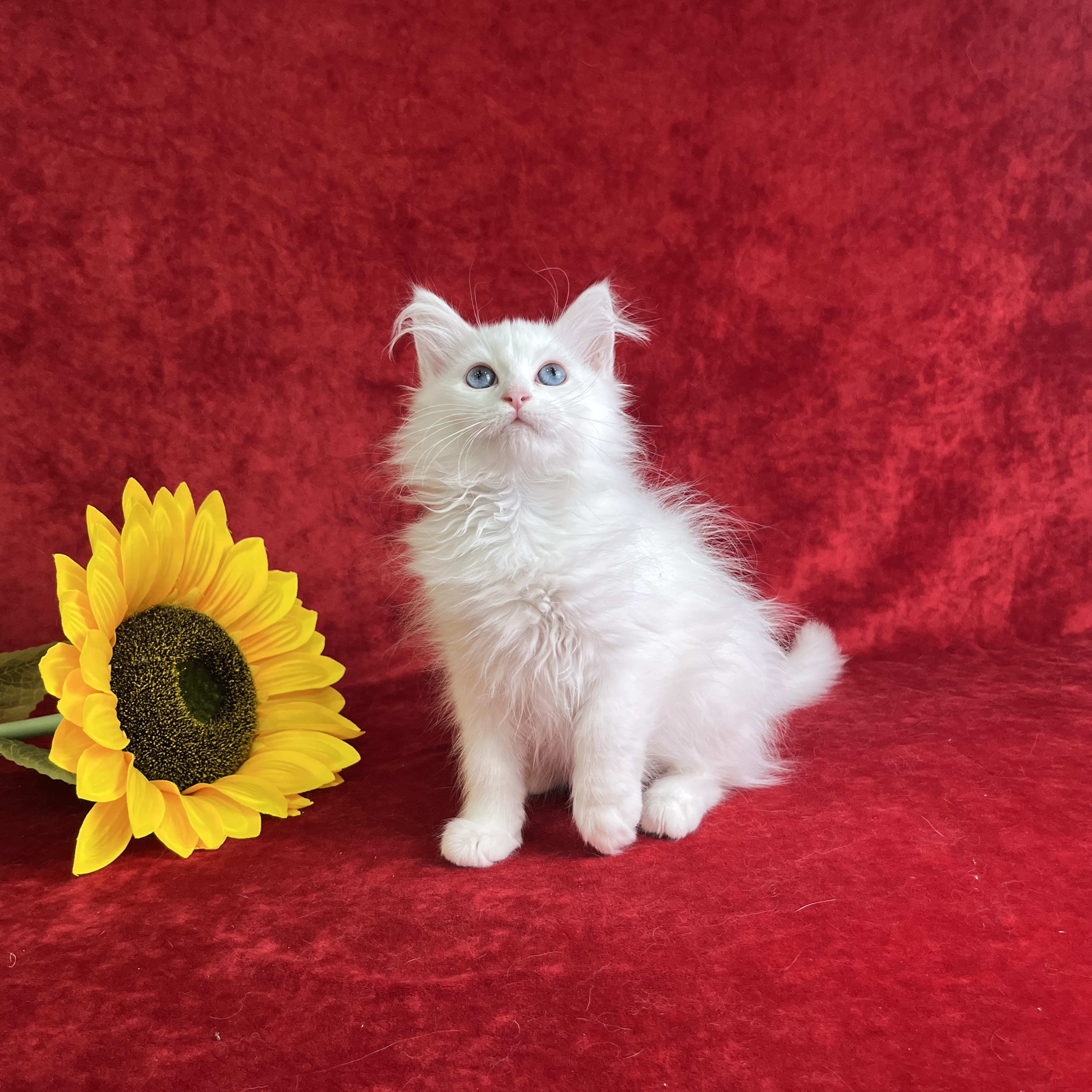 Pica the Solid White Siberian kitten