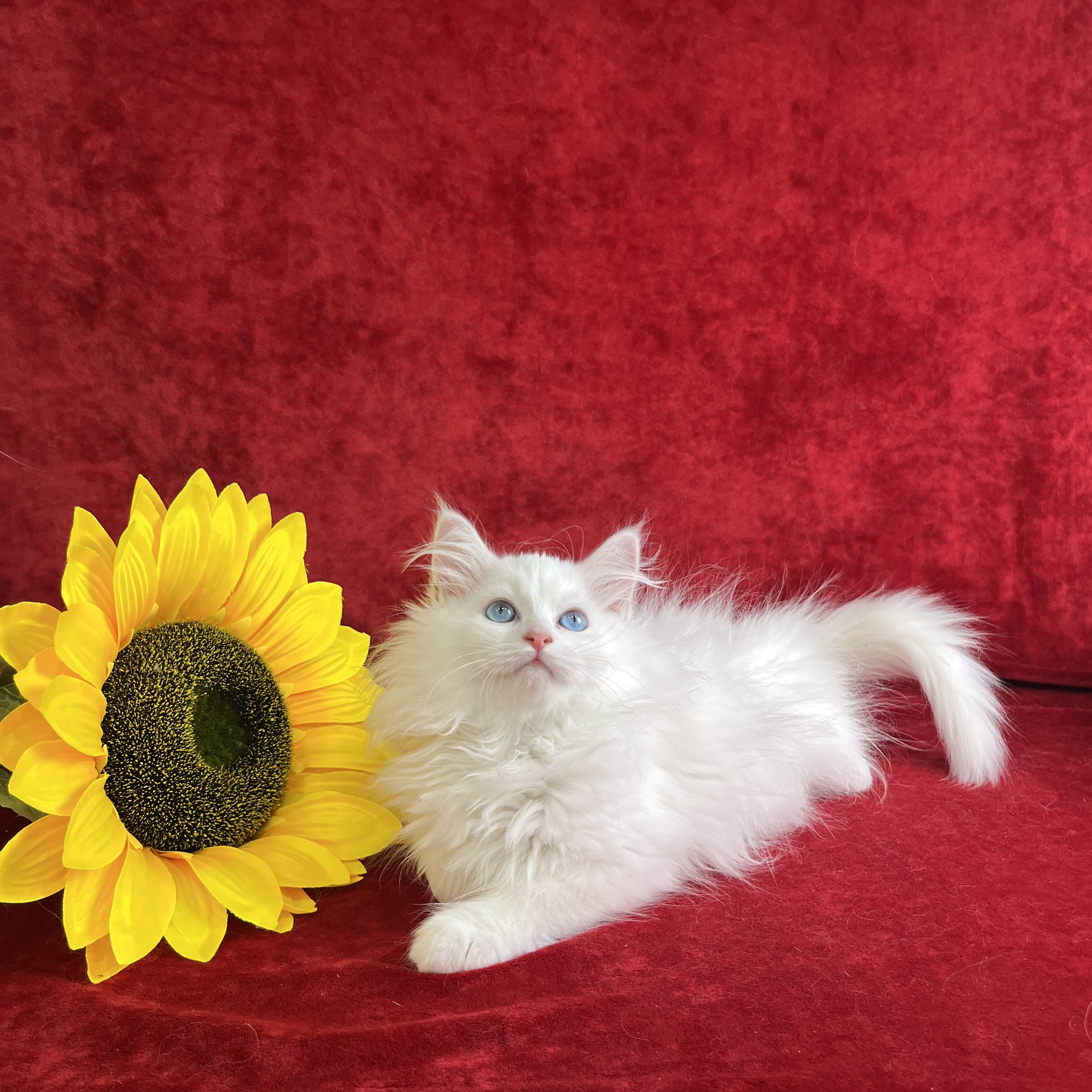 Olivia the Blue-Tabby-Point Siberian kitten