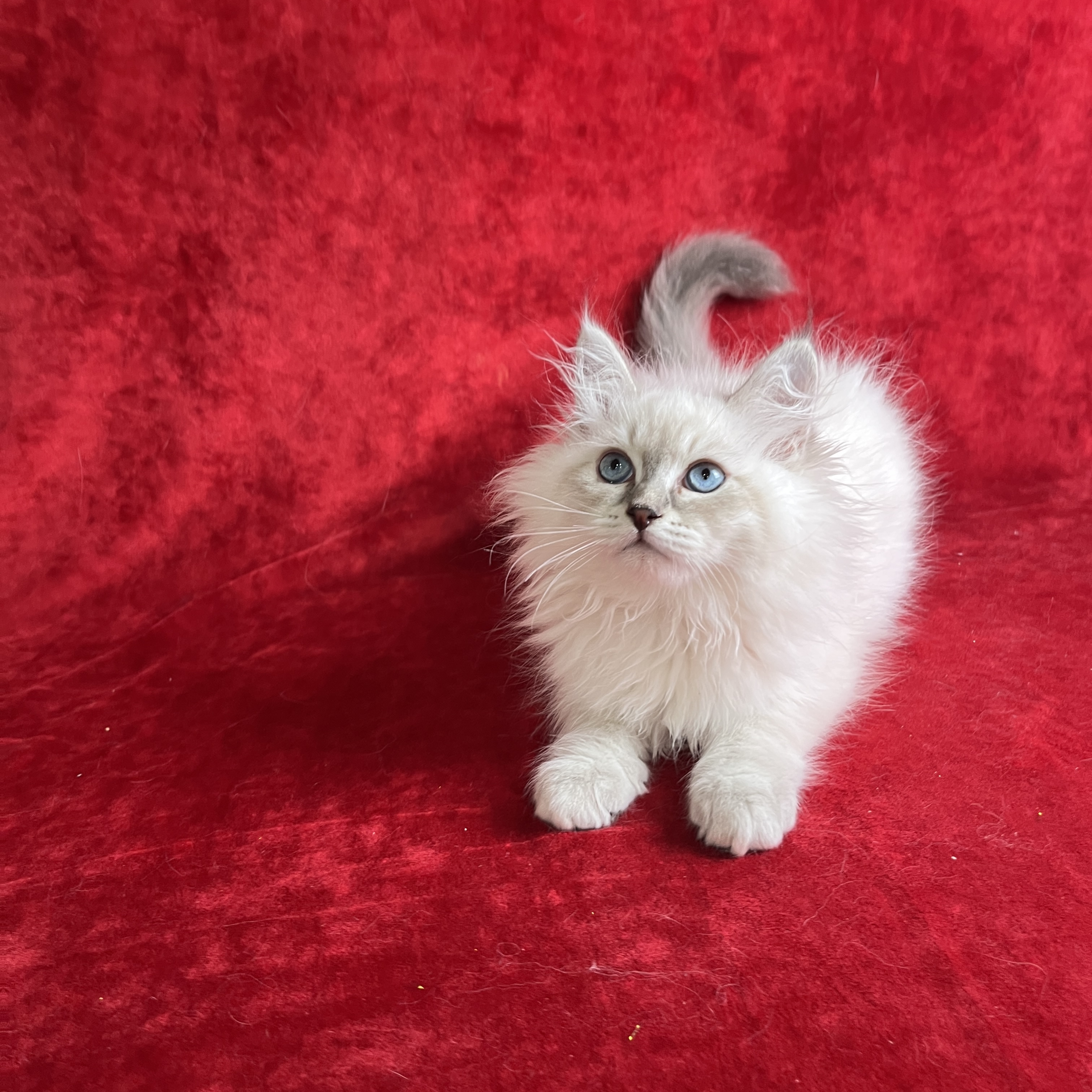 Polly the Blue tabby point Siberian kitten