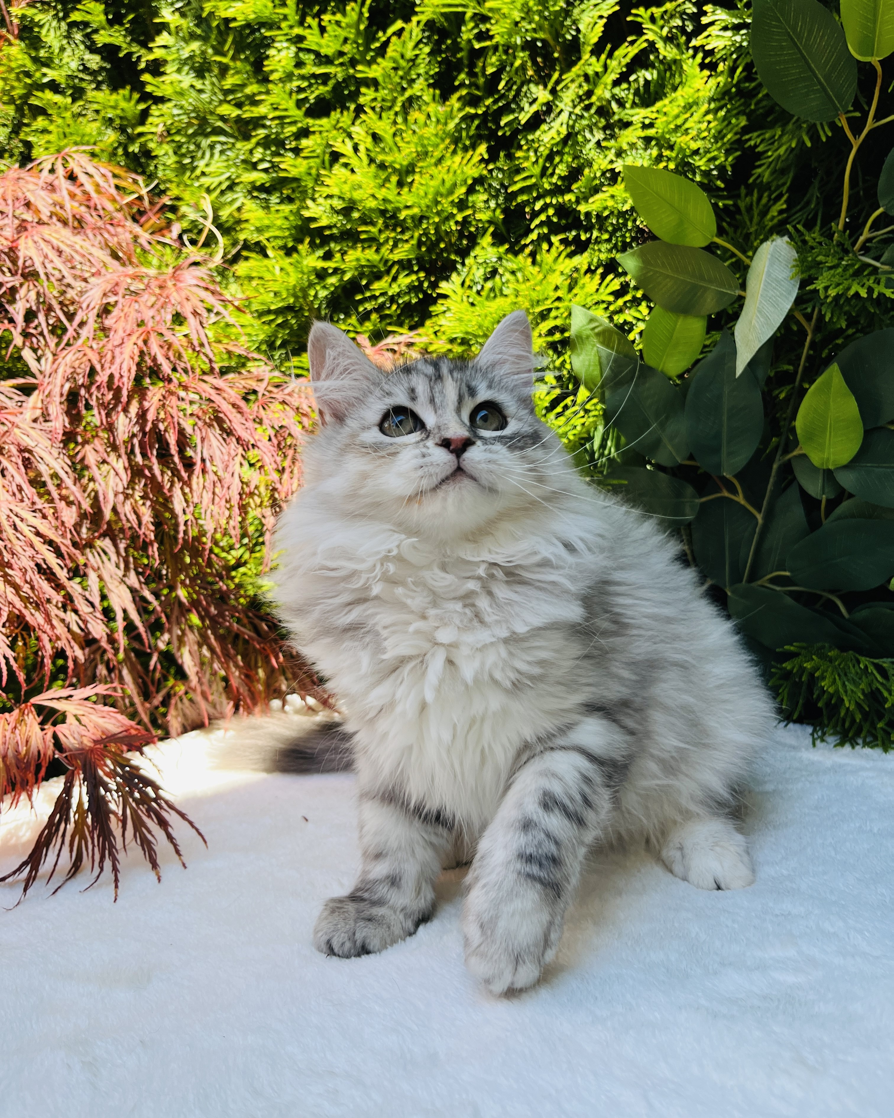 Siberian kitten with fluffy fur
