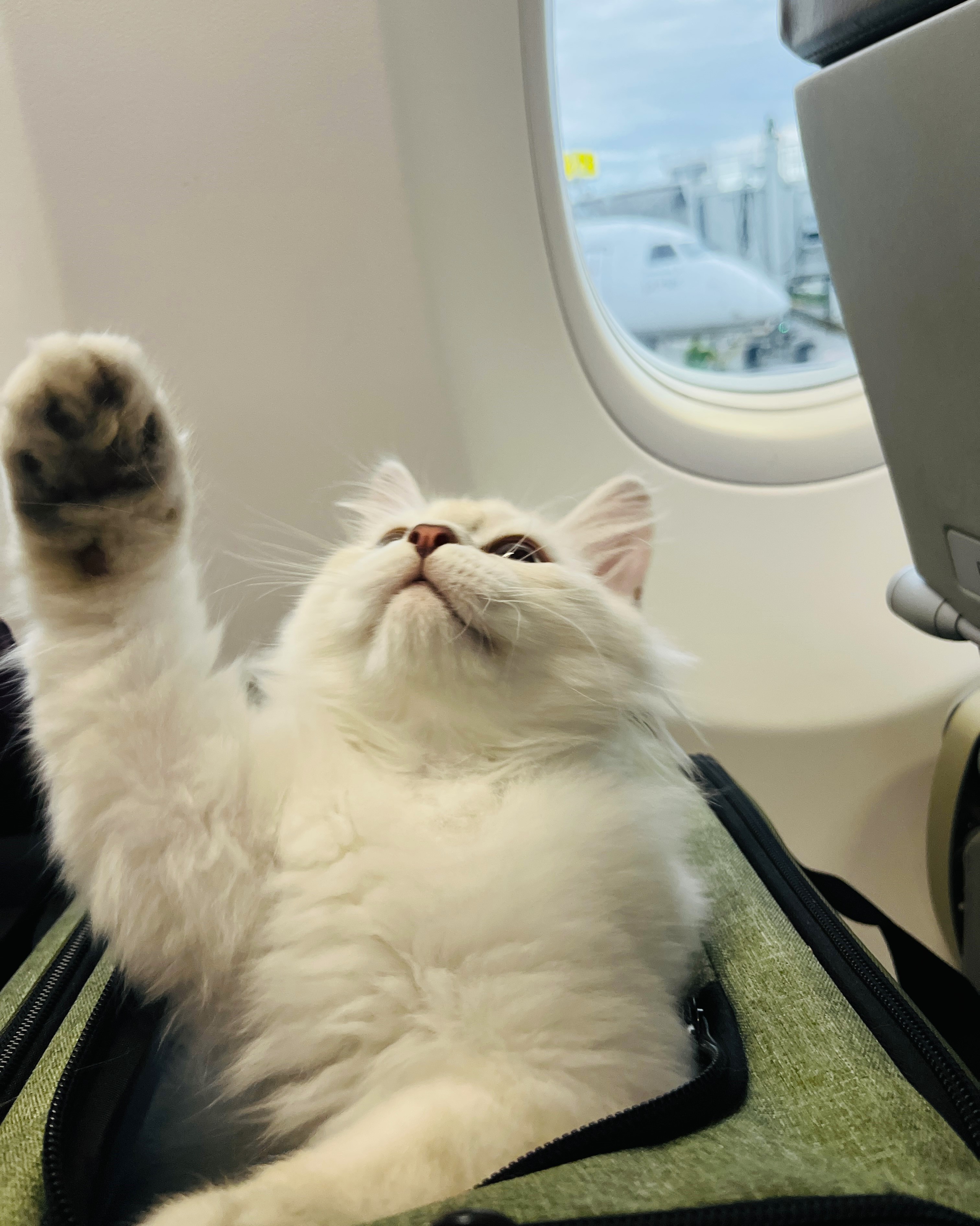 Siberian kitten with a ball of yarn