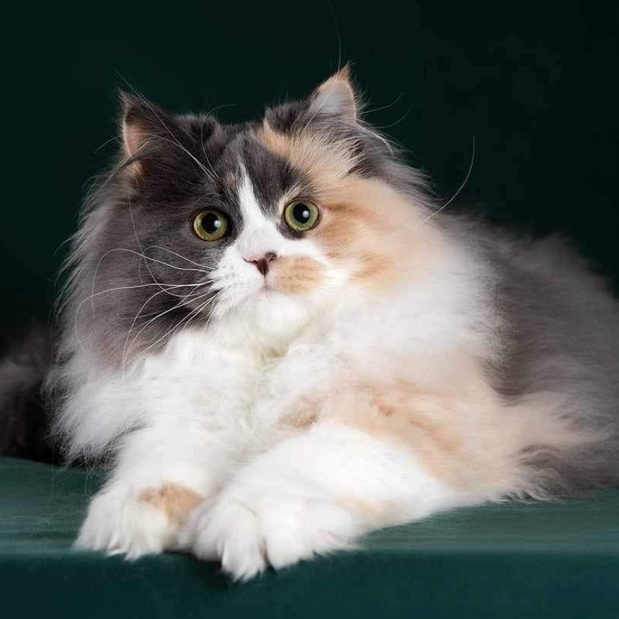 Daisy the Blue Solid Turtle with White Siberian cat