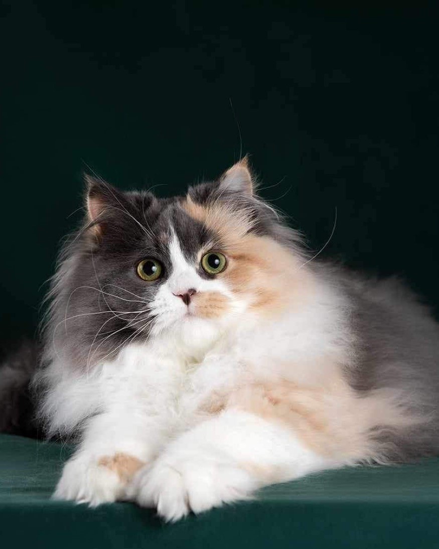 Siberian kitten on a leash