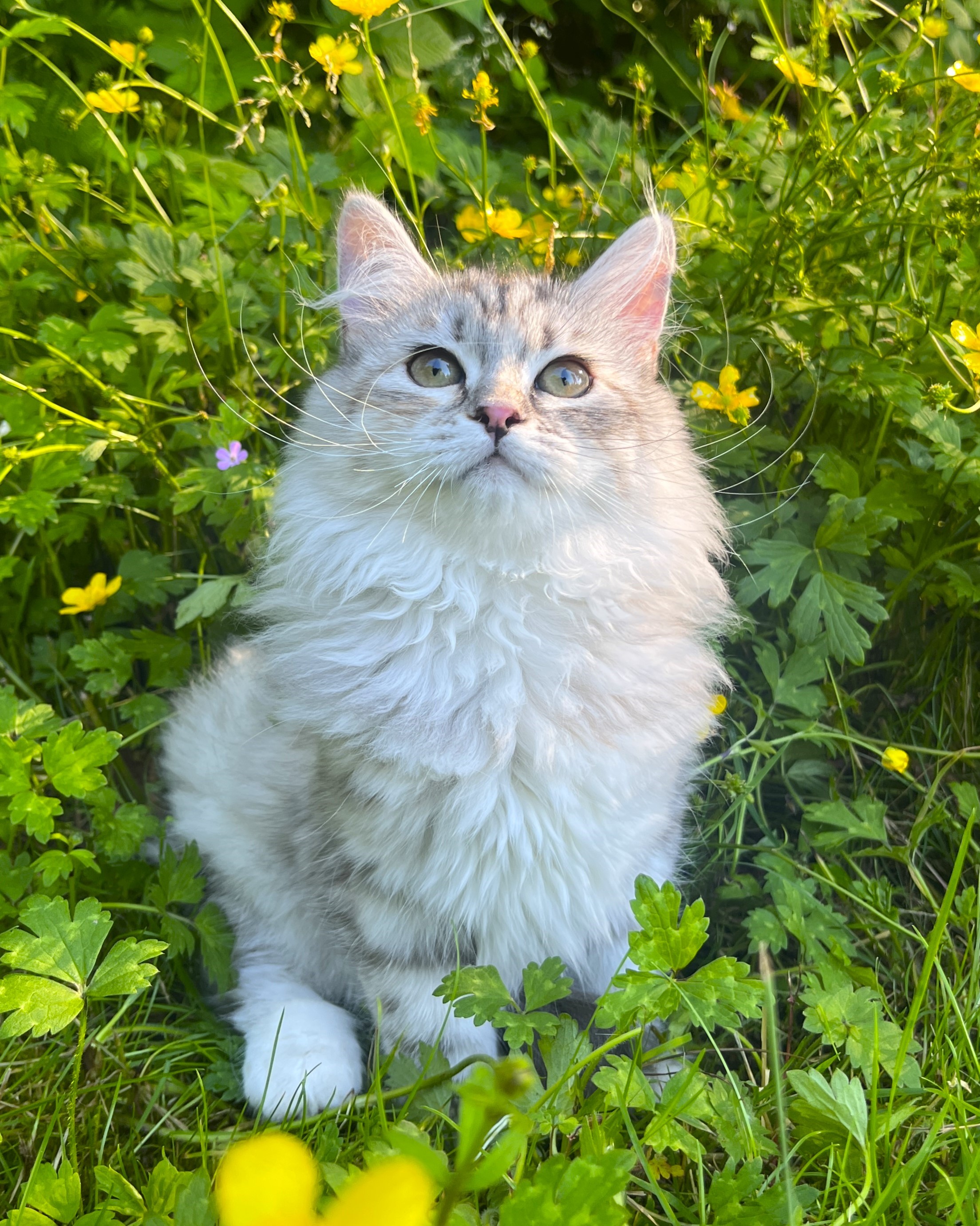 Siberian kitten with a toy mouse