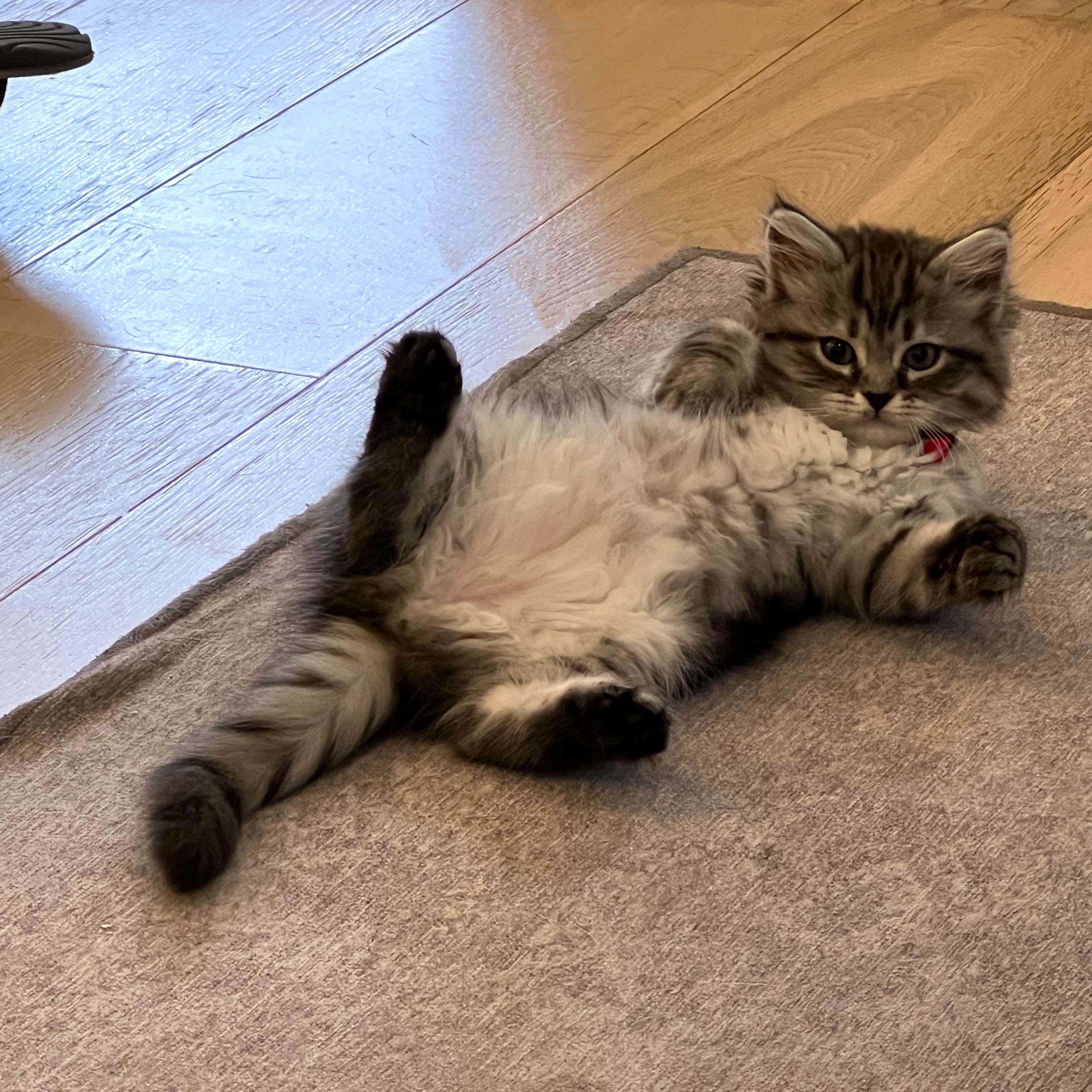 Mari the Siberian kitten