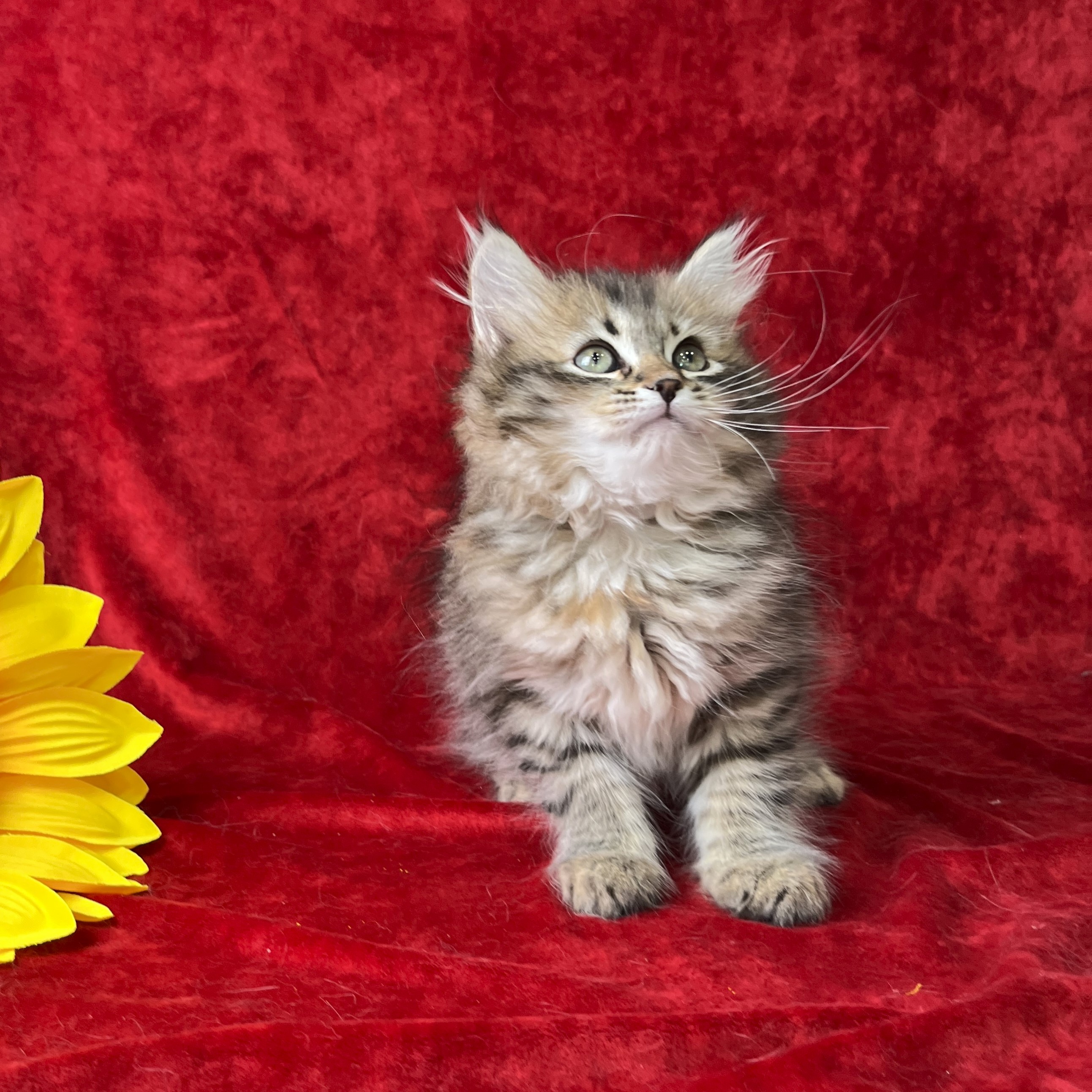 Pepper the black tiger Siberian kitten