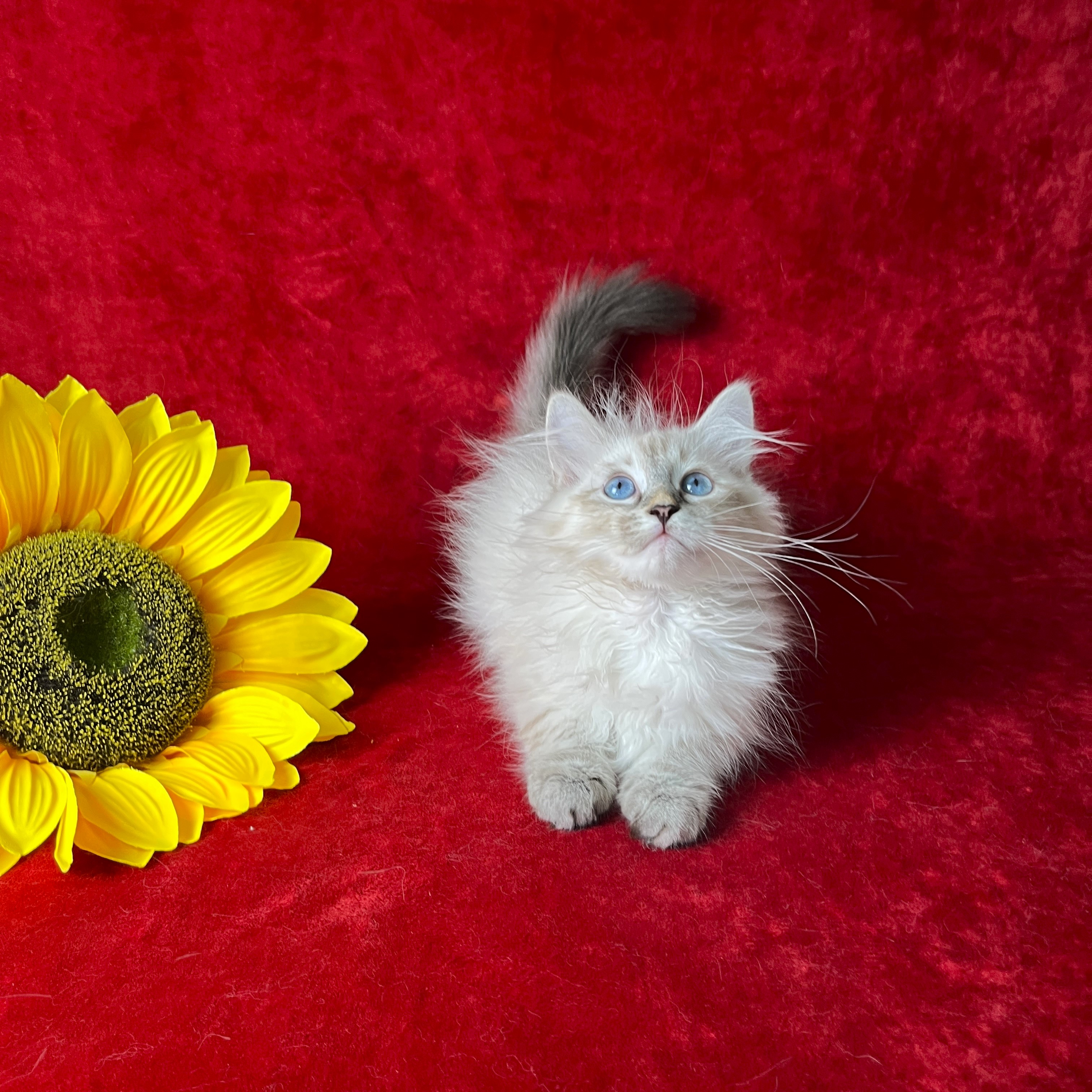 Poppy the seal lynx point Siberian kitten