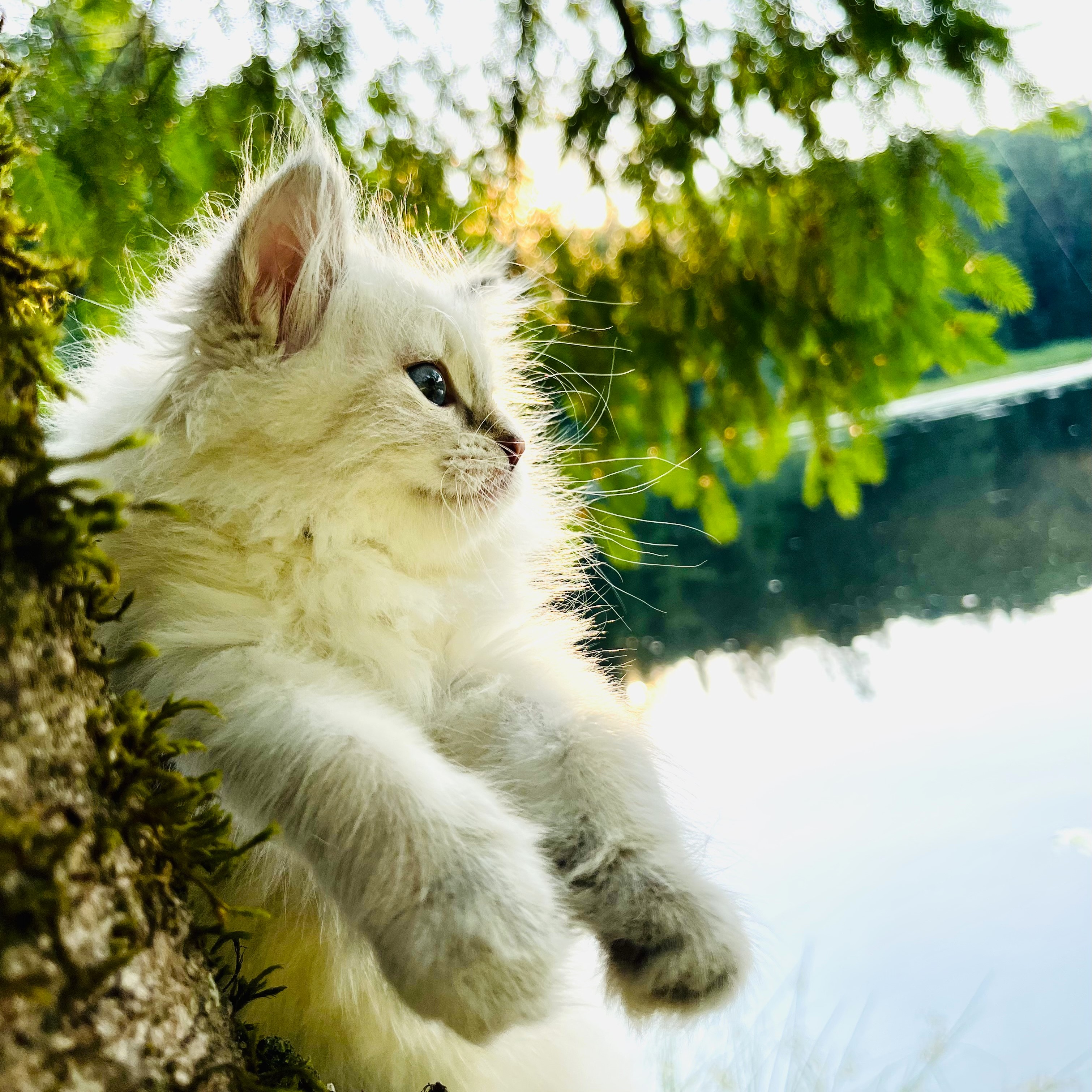 Lola the Siberian kitten