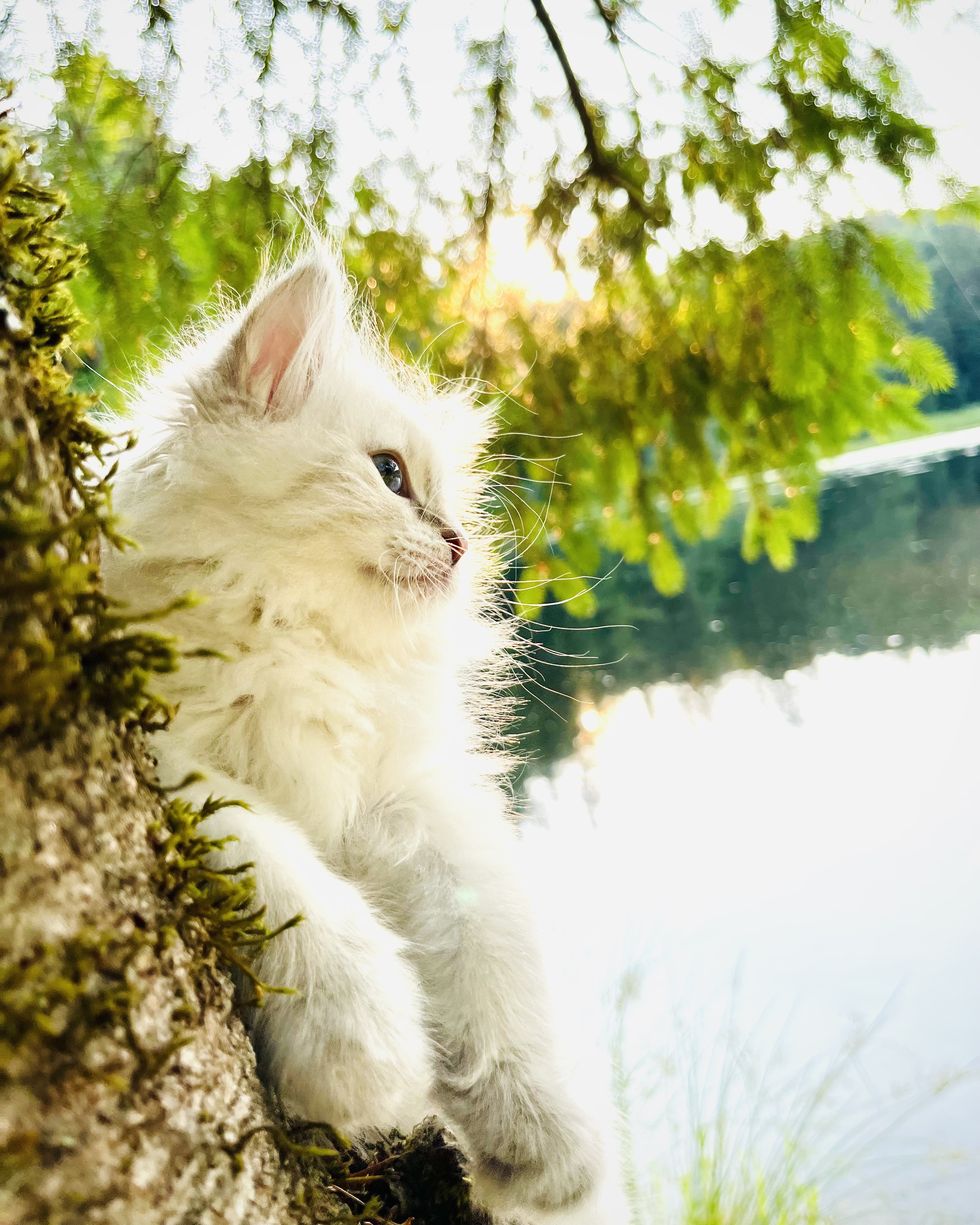 Siberian kitten with a friend