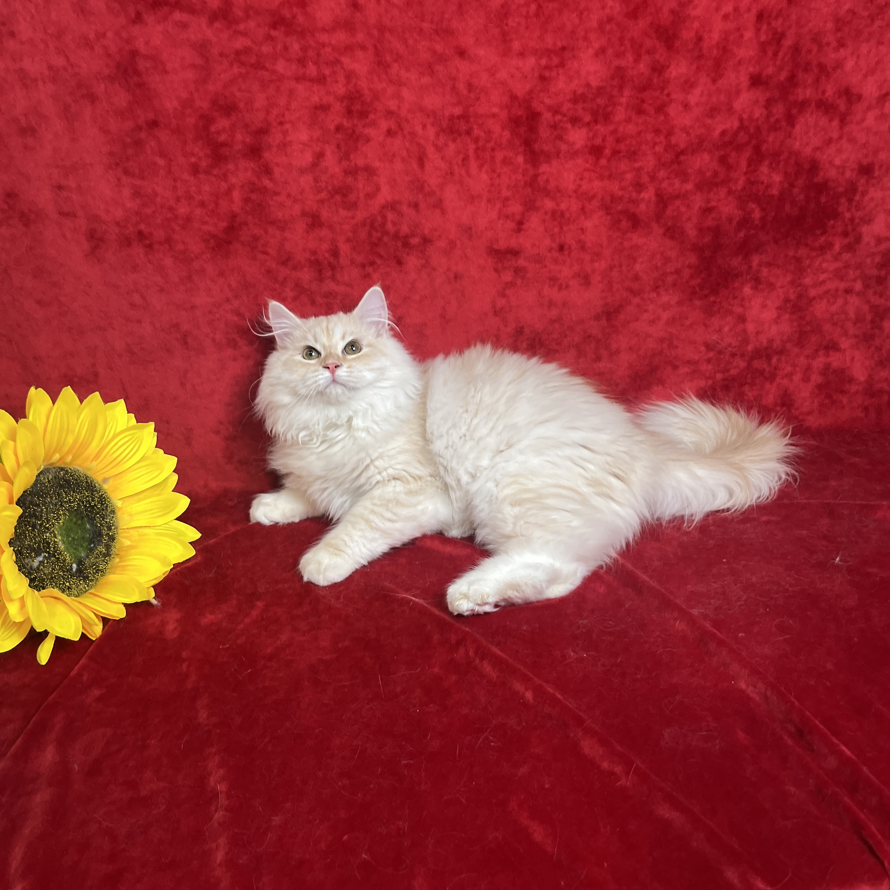 Oliver the Cream Silver with White Siberian kitten