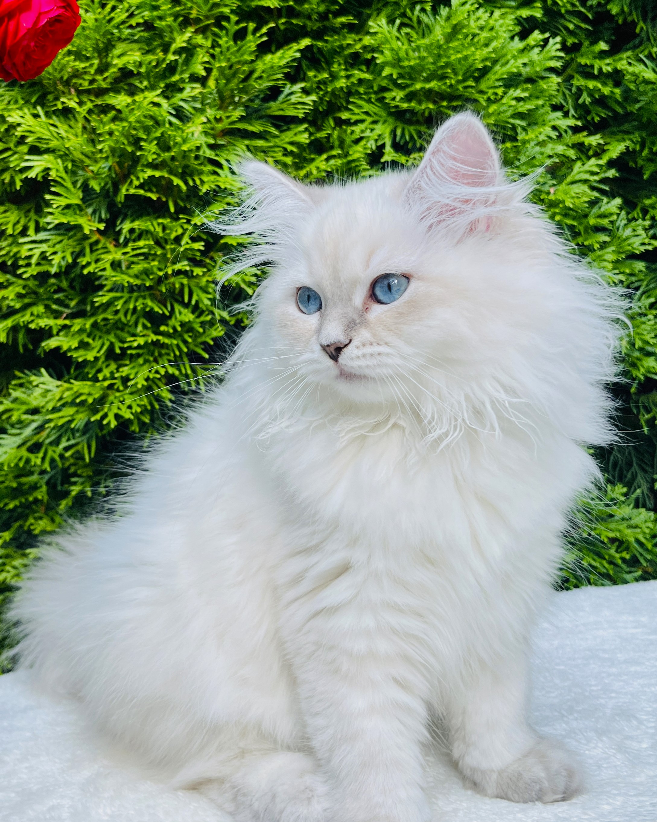 Siberian kitten on a scratching post