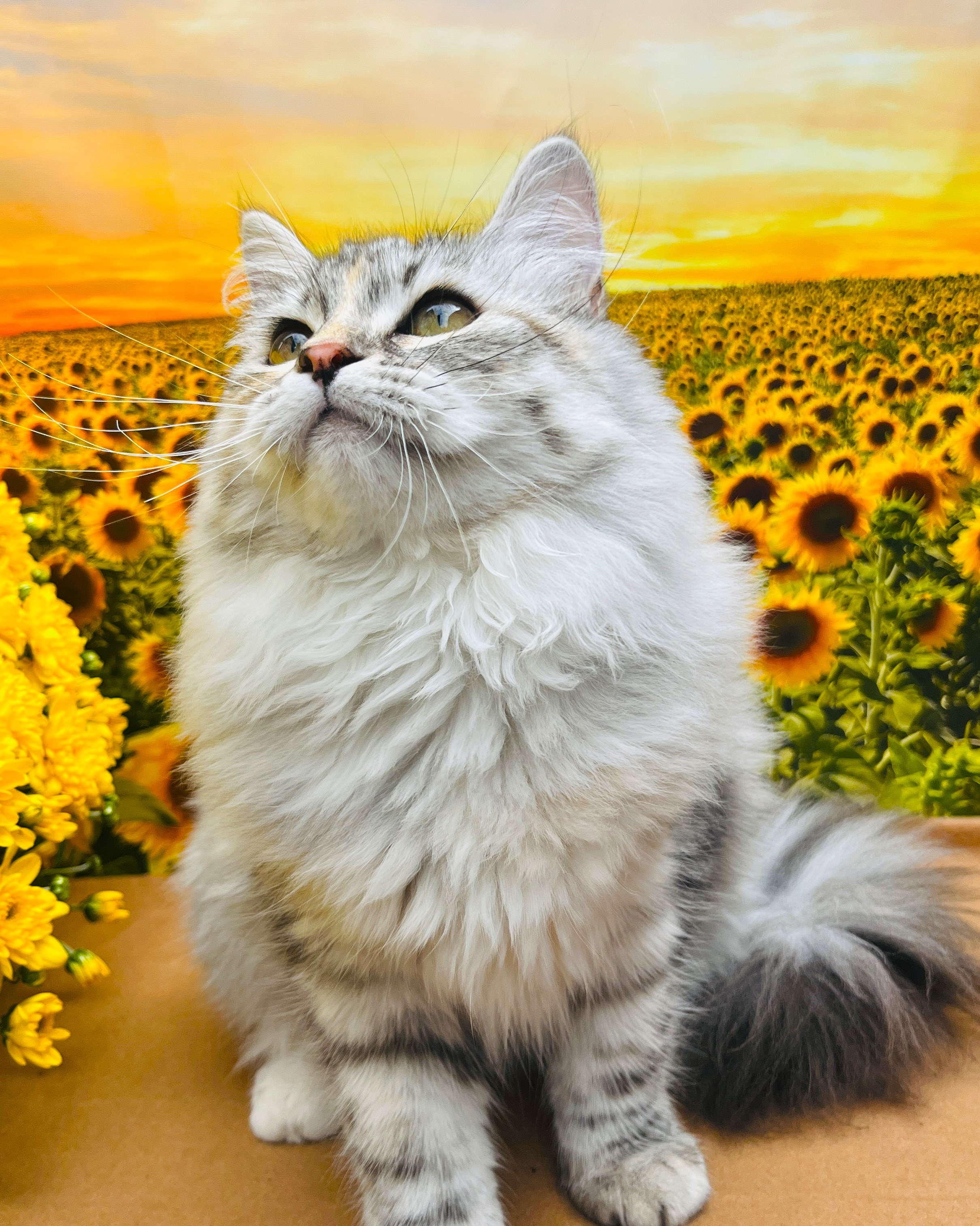 Siberian kitten playing