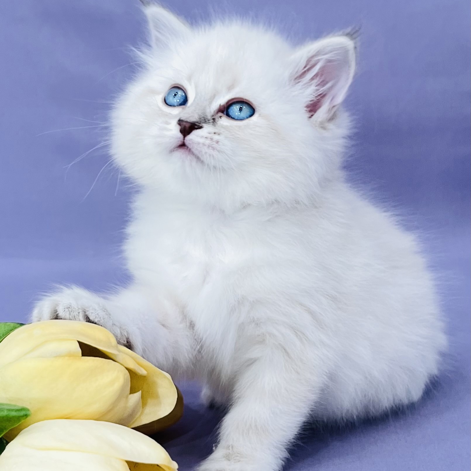 Mochi the Siberian kitten
