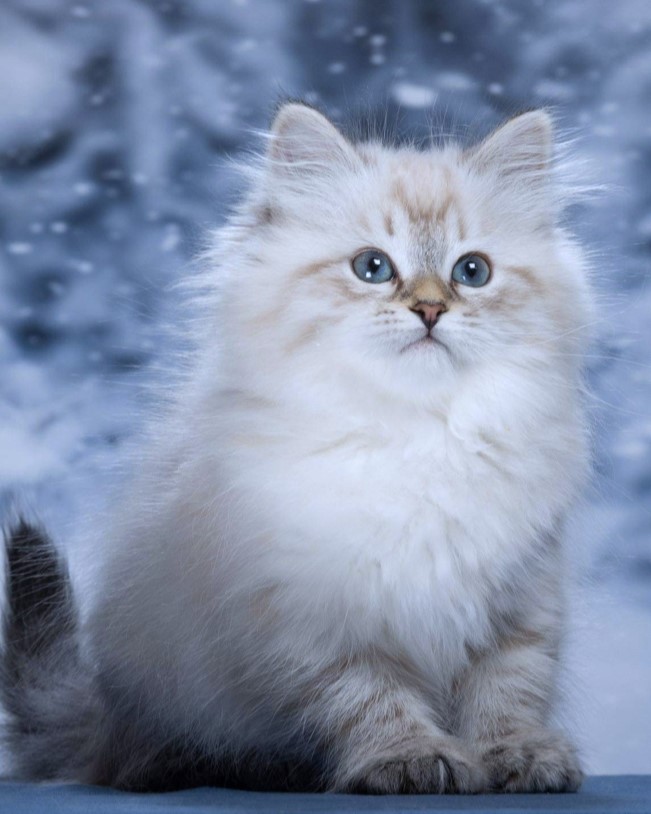 Siberian kitten playing with a toy
