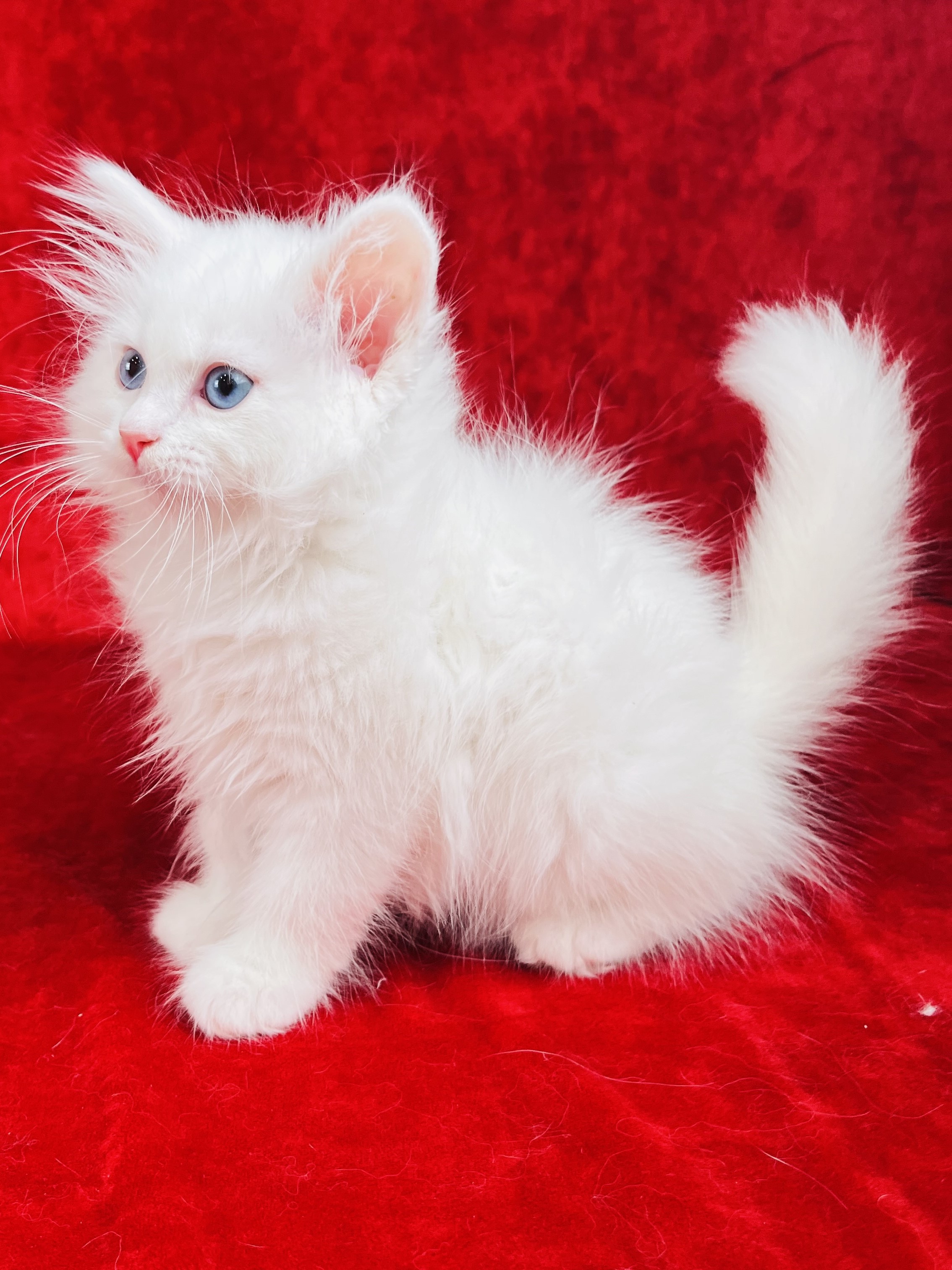 Iris the Siberian kitten