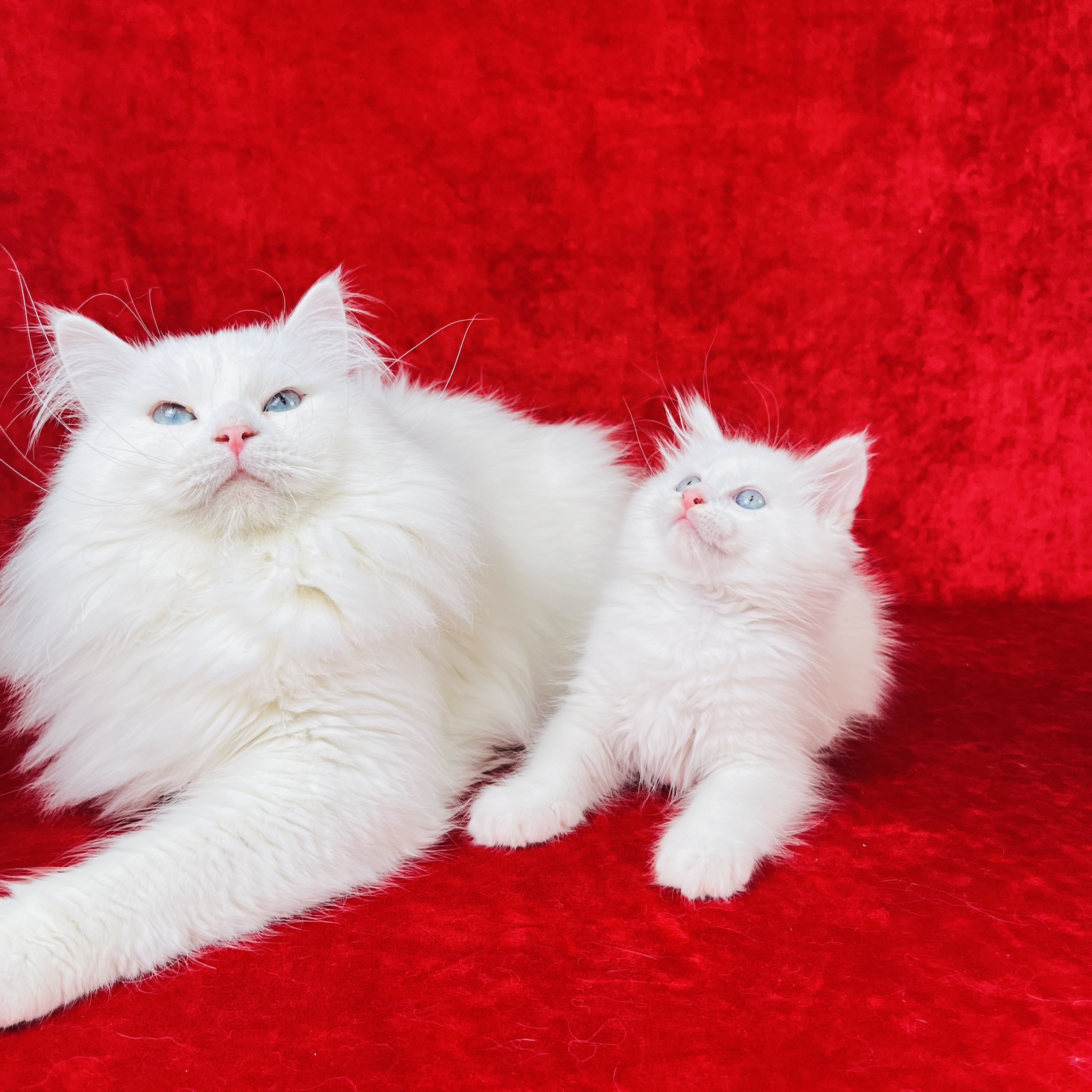 Sakura the Siberian kitten