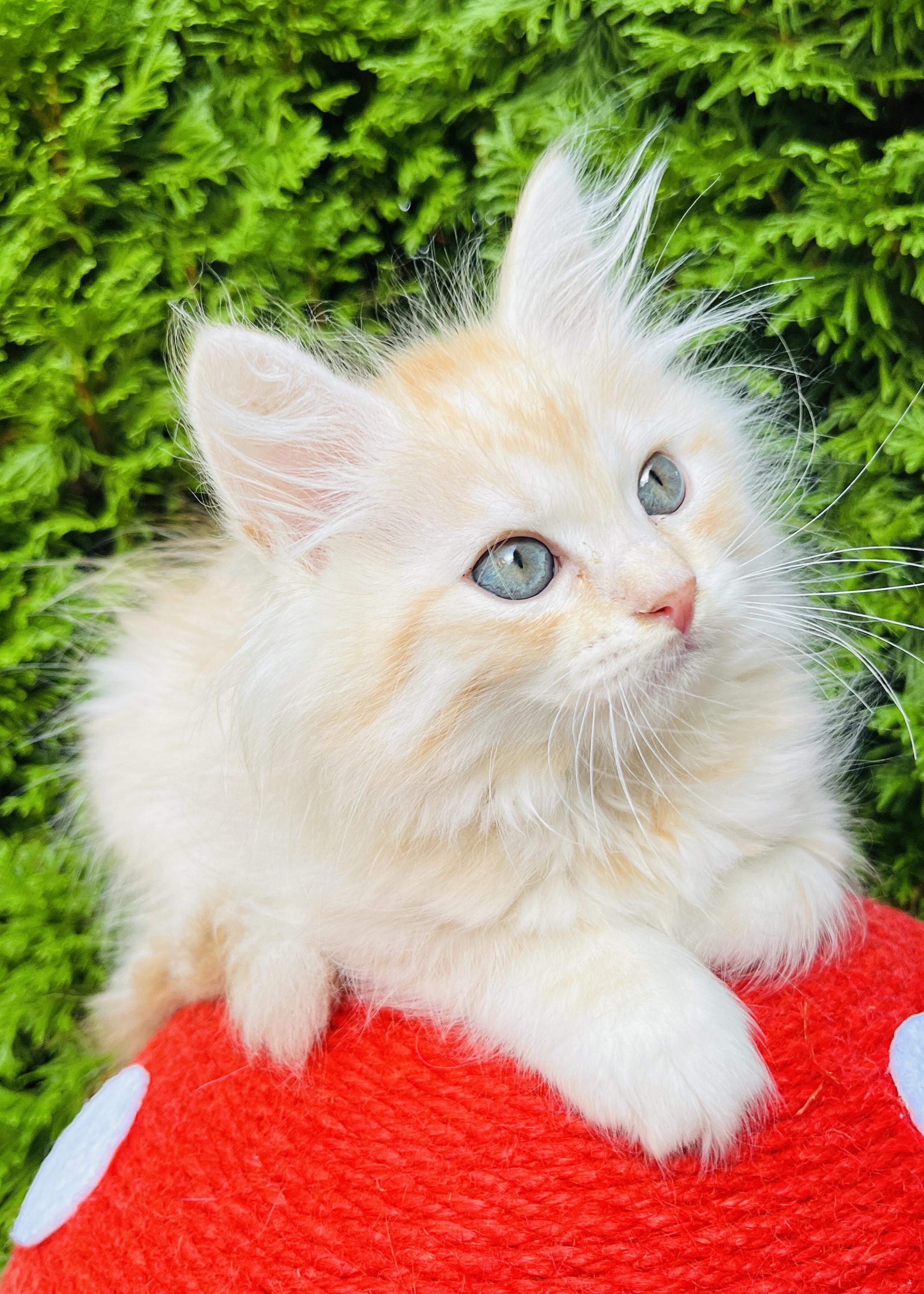 Lord Maru the Siberian kitten