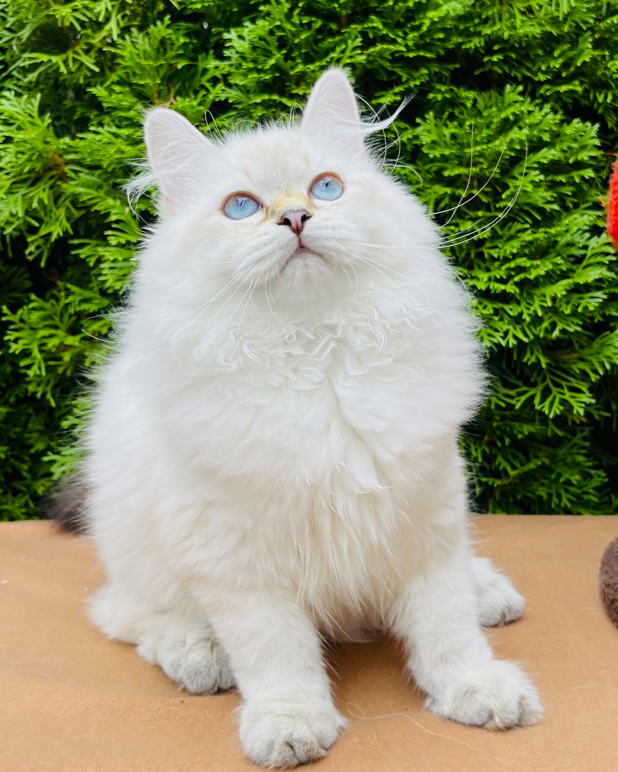 Siberian kitten sitting on a chair