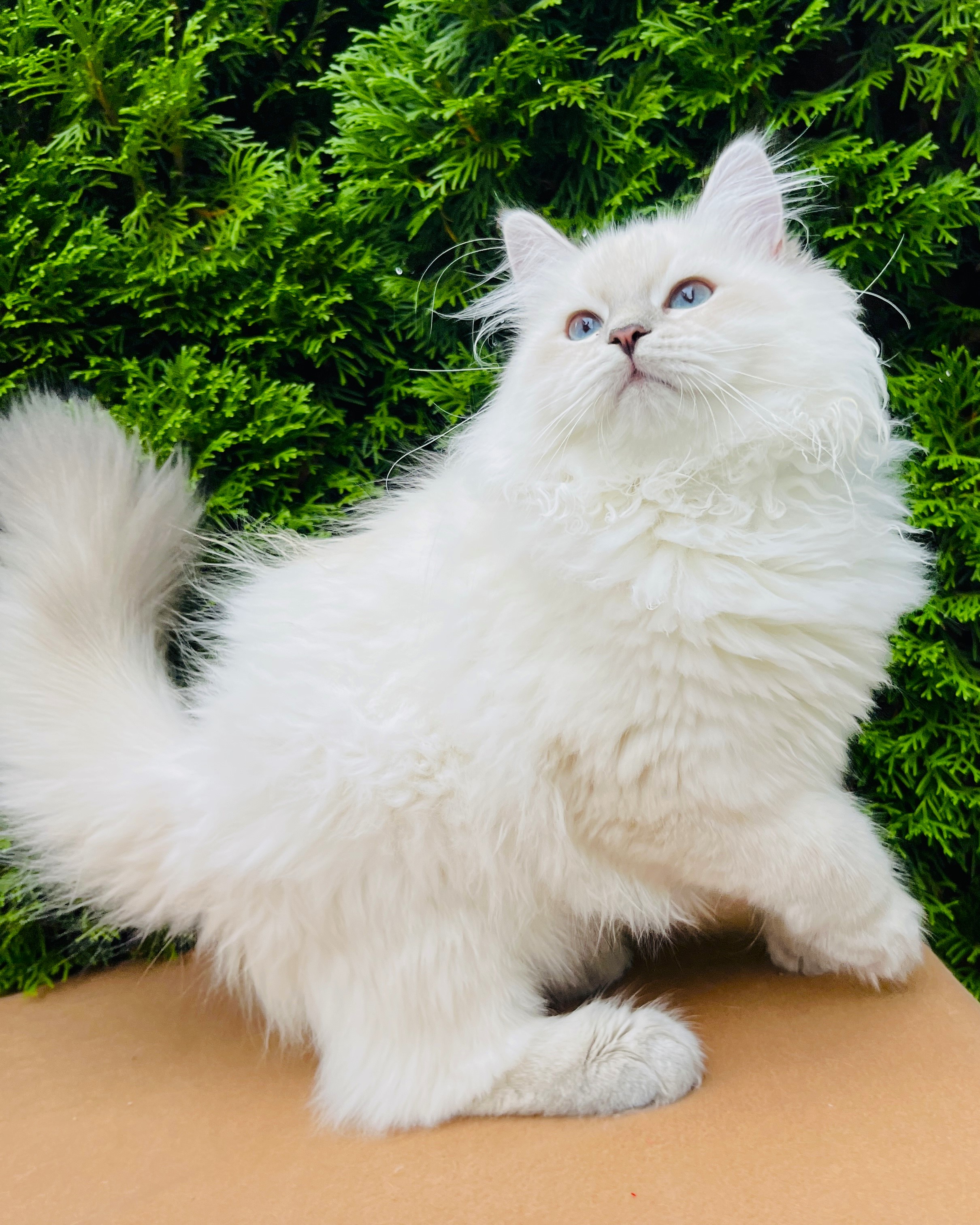 Siberian kitten with a ball