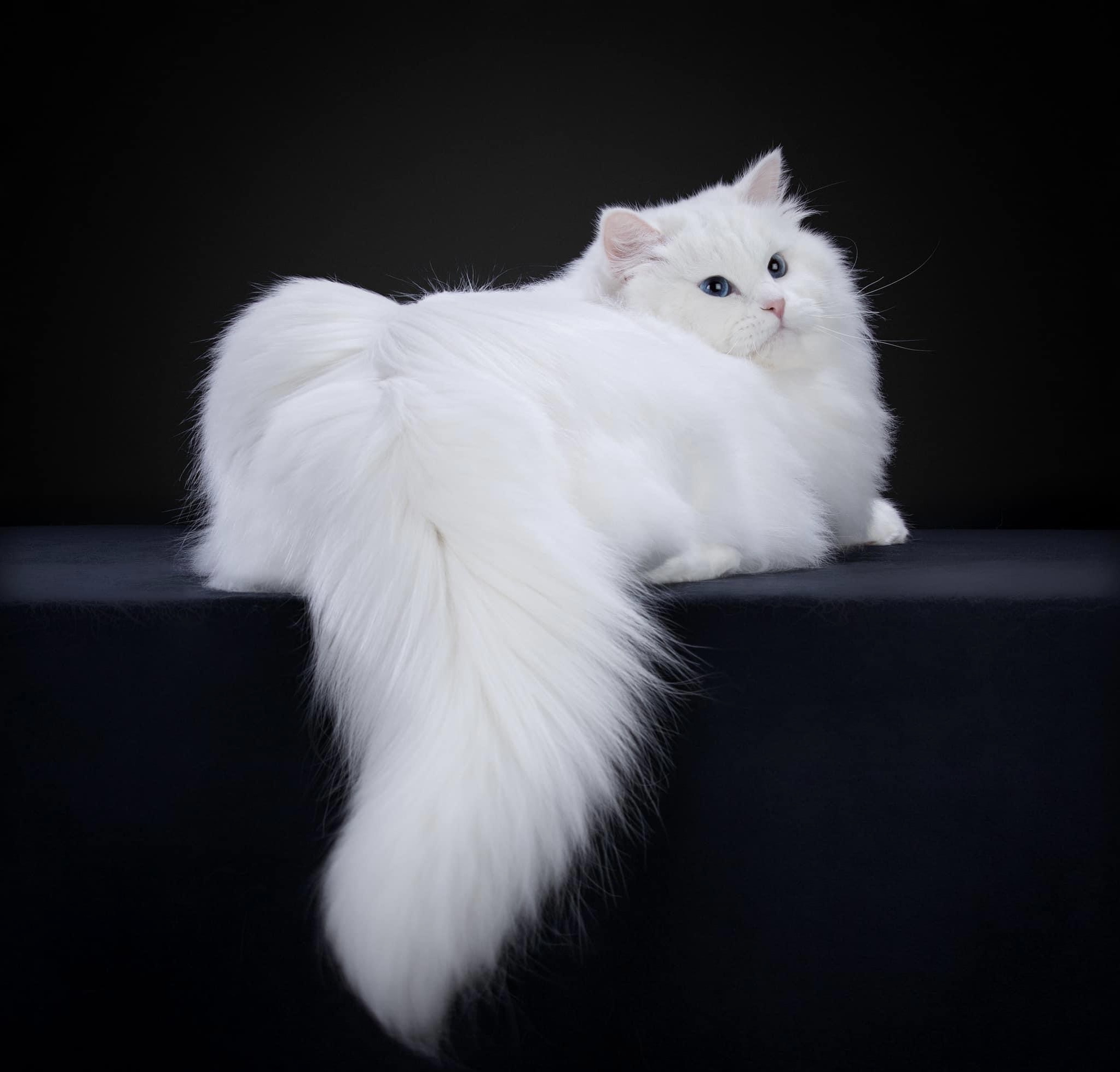 Plombir the White Siberian cat with blue eyes