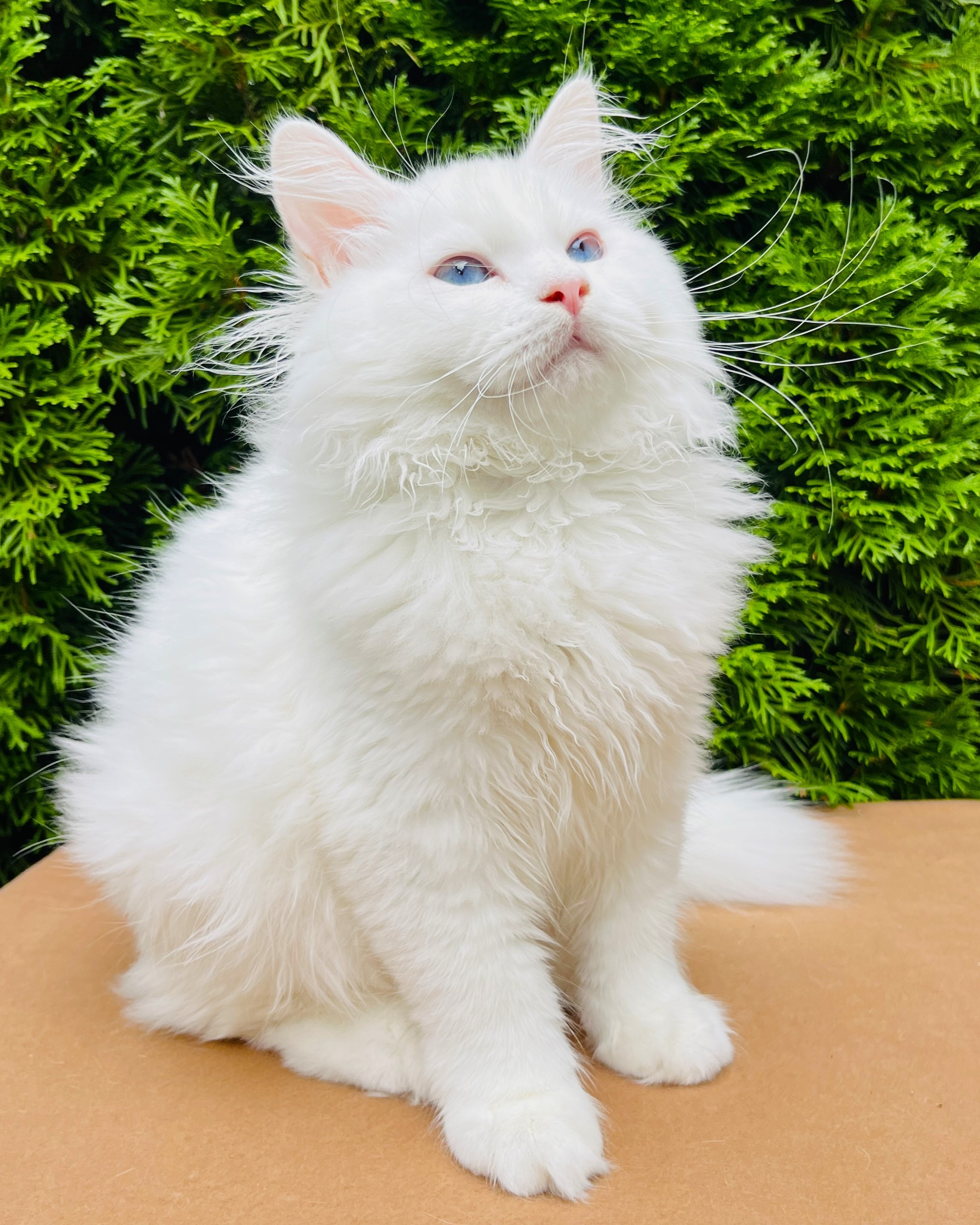 Siberian kitten looking at the camera