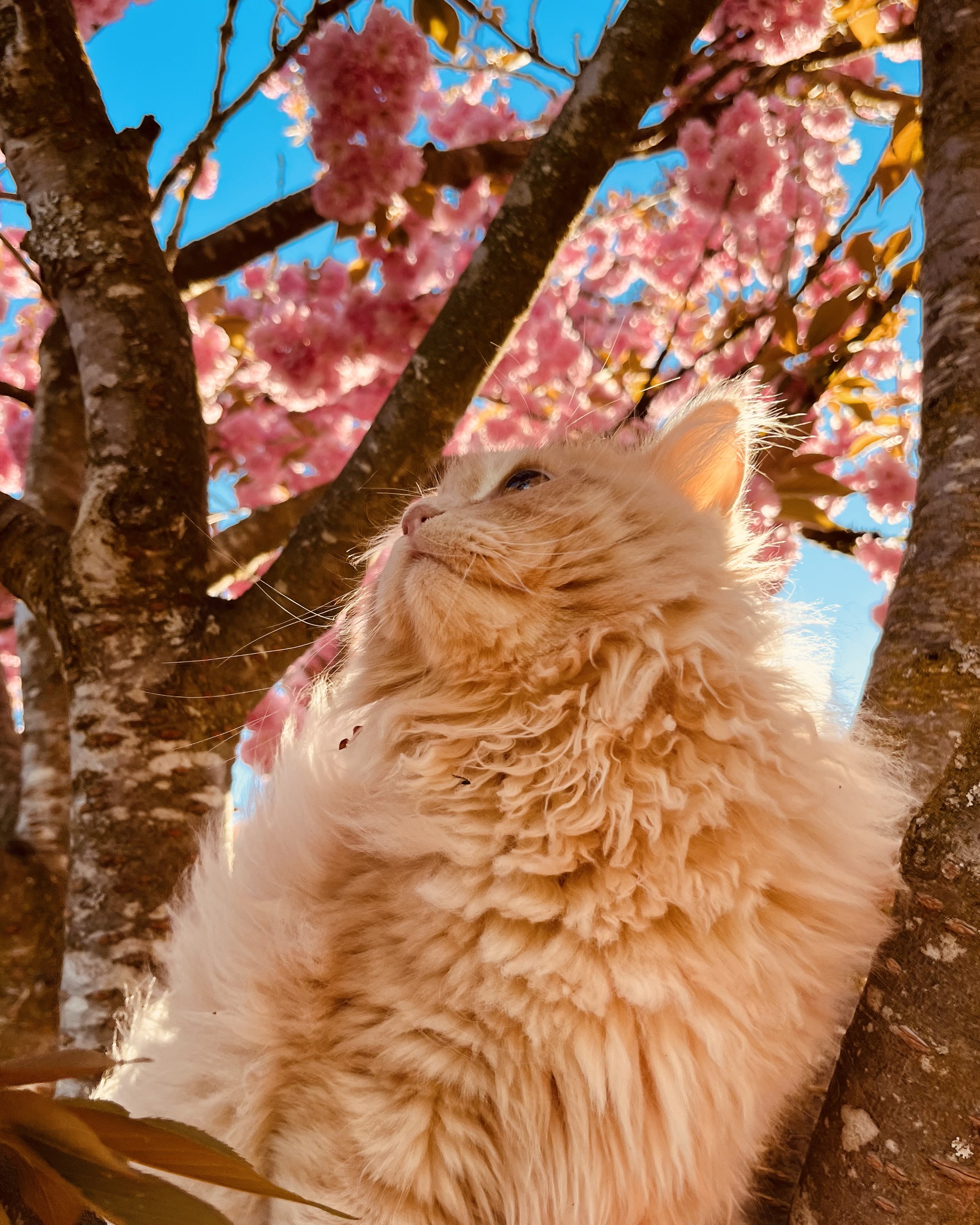 Siberian kitten with beautiful eyes
