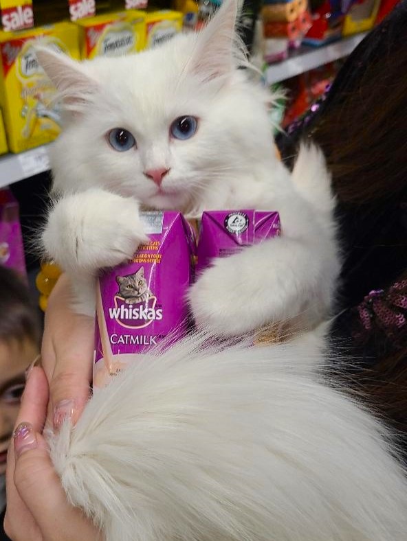 Iris the Siberian kitten playing